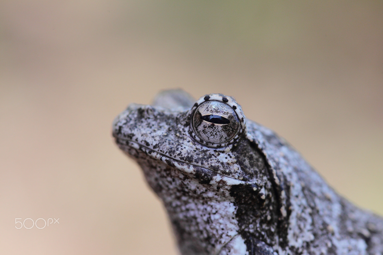 Canon EF 100mm F2.8 Macro USM sample photo. Foam nest frog photography