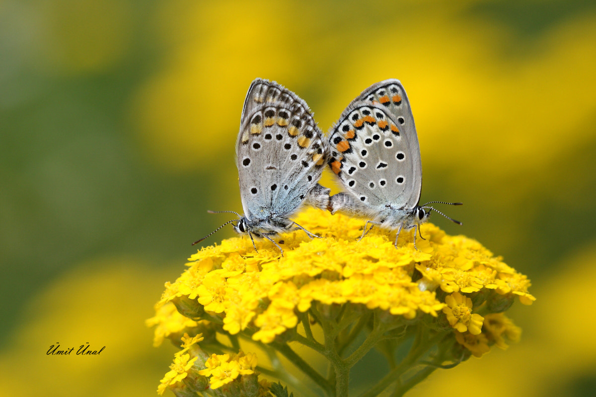 Canon EOS 40D + Canon EF 100mm F2.8 Macro USM sample photo. Anatolian zephyr blue photography