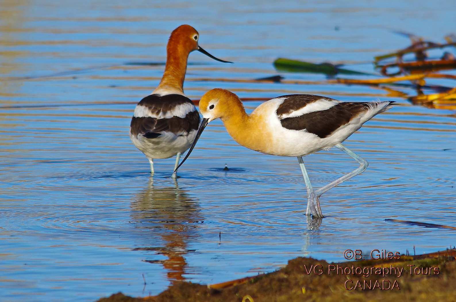 Sigma 150-500mm F5-6.3 DG OS HSM sample photo. Team work? photography