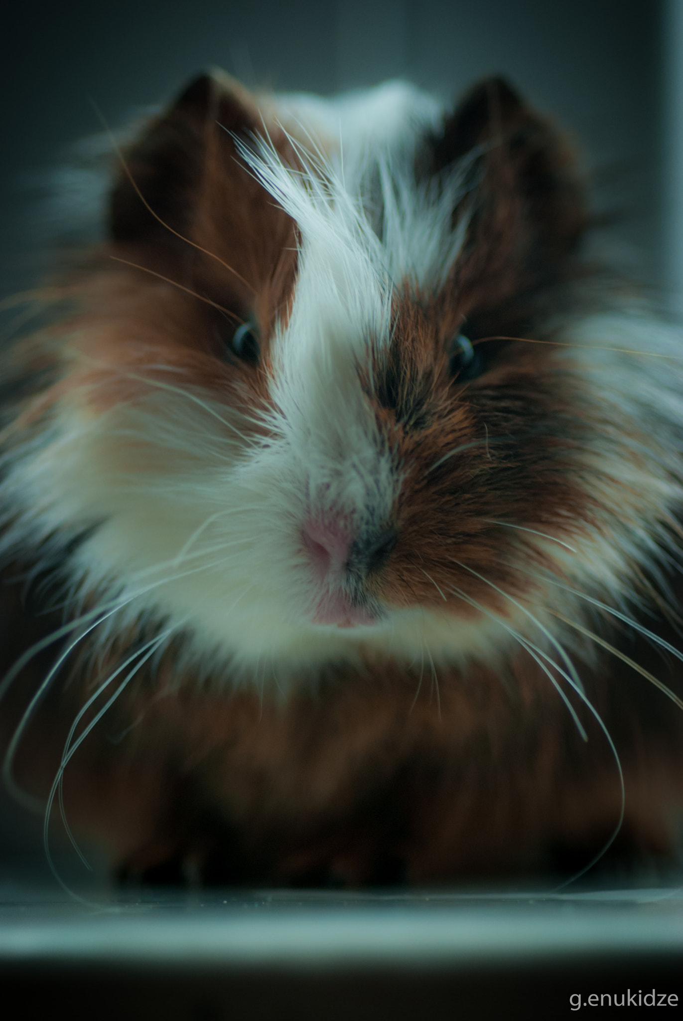 Nikon D80 + AF Micro-Nikkor 60mm f/2.8 sample photo. Sisi photography