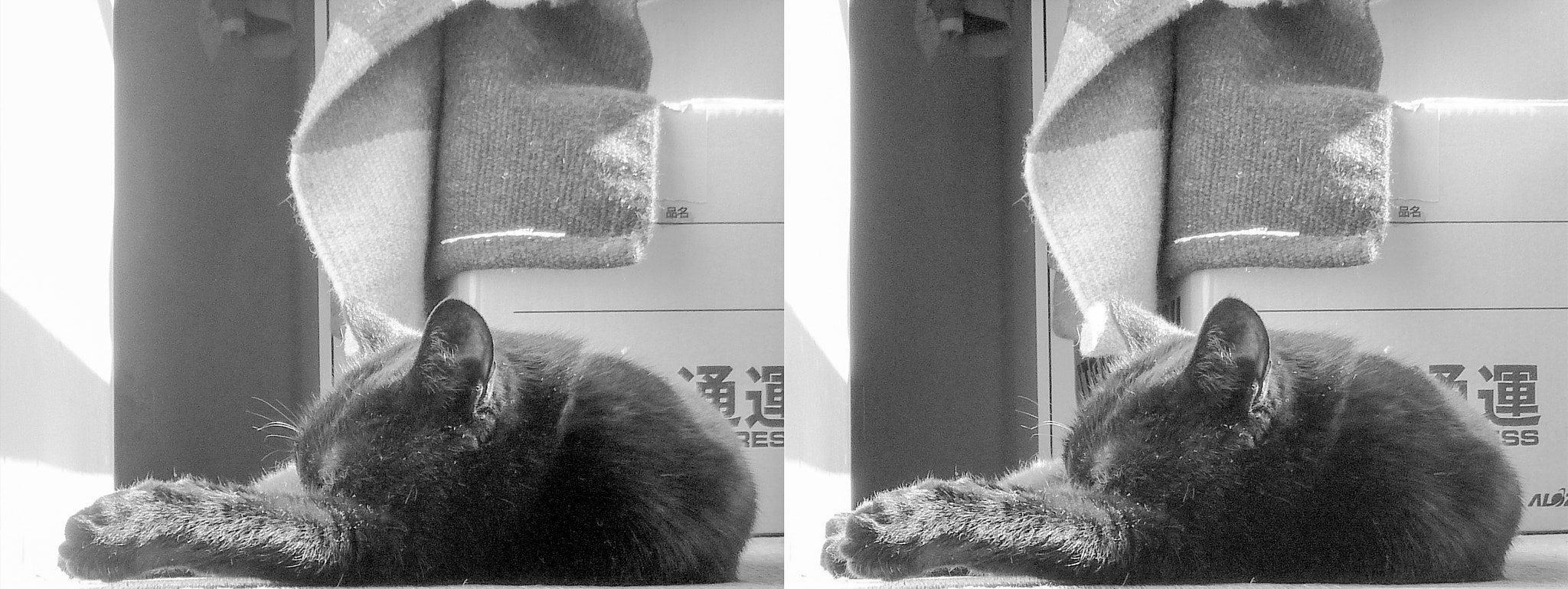 Panasonic DMC-3D1 sample photo. Black cat stereo (cross-eyed-viewing) photography