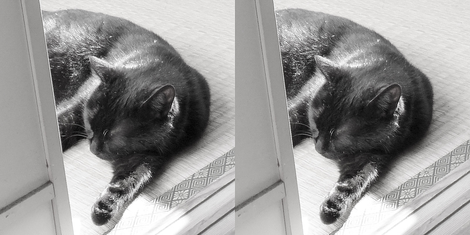 Panasonic DMC-3D1 sample photo. Black cat stereo (cross-eyed-viewing) photography