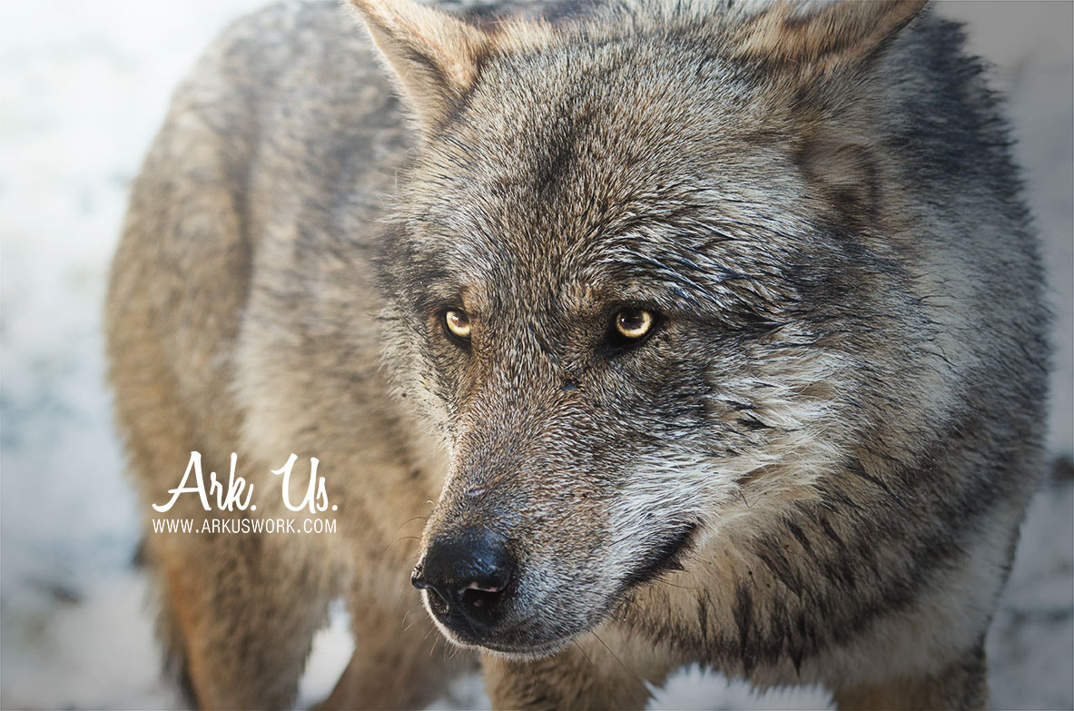 Sigma 120-400mm F4.5-5.6 DG OS HSM sample photo. Golden wolf look photography