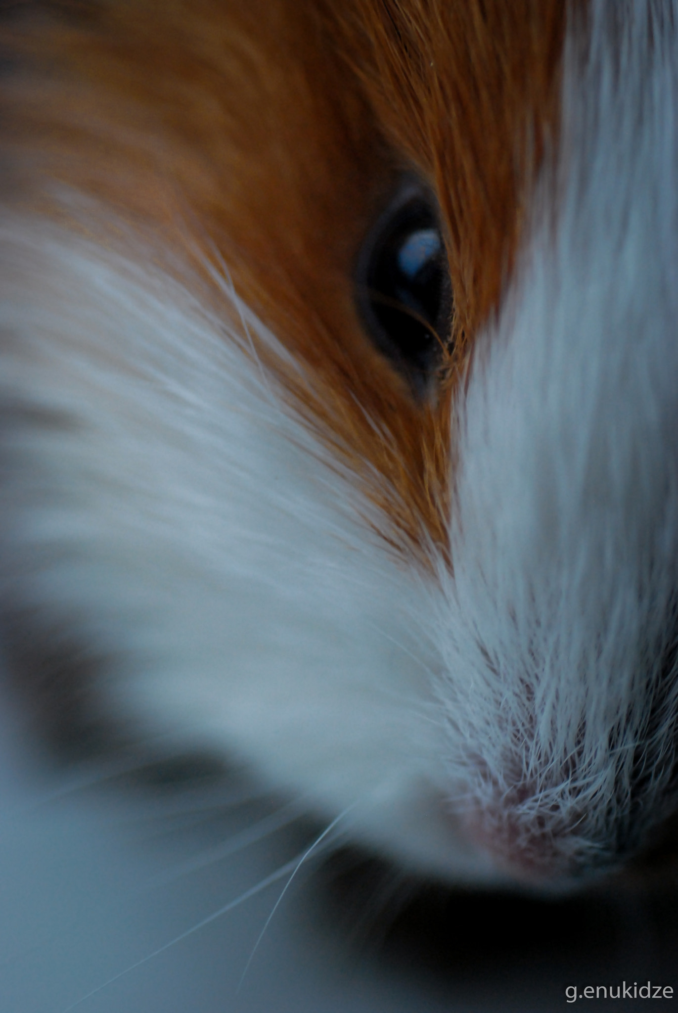 Nikon D80 + AF Micro-Nikkor 60mm f/2.8 sample photo. Sisi photography