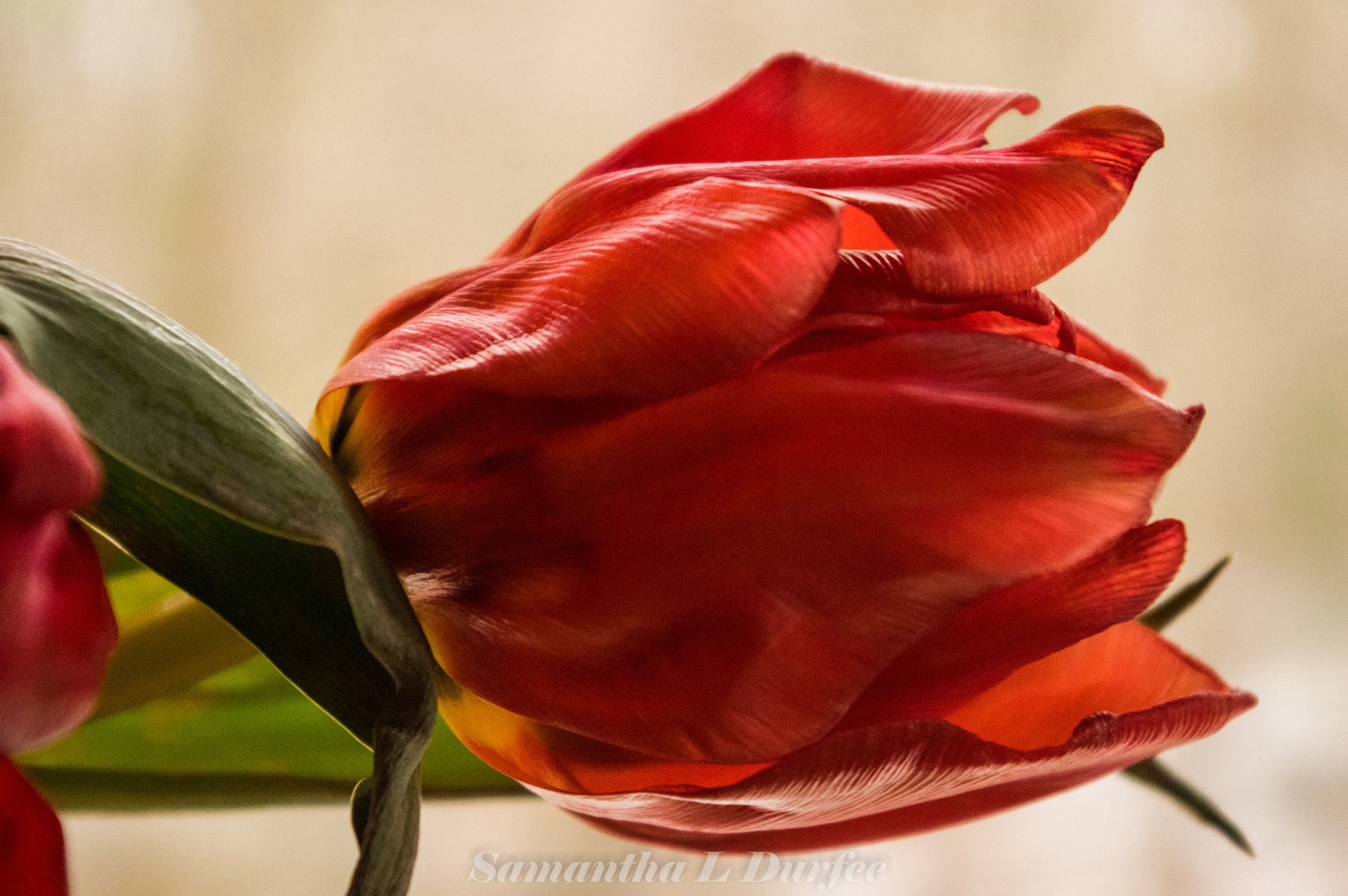 Pentax smc DA 18-55mm F3.5-5.6 AL sample photo. Red tulip photography