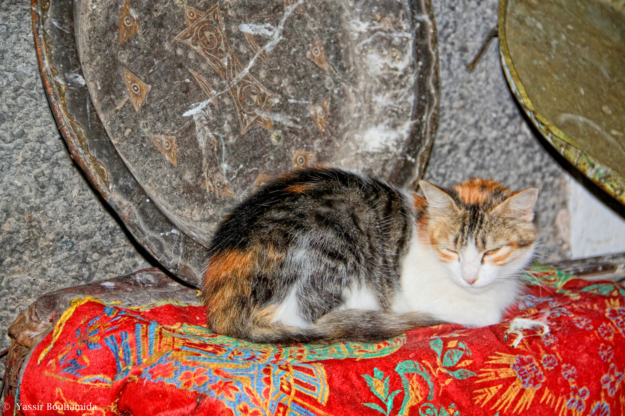 Canon EOS 500D (EOS Rebel T1i / EOS Kiss X3) sample photo. ©  yassir bouhamida photography
