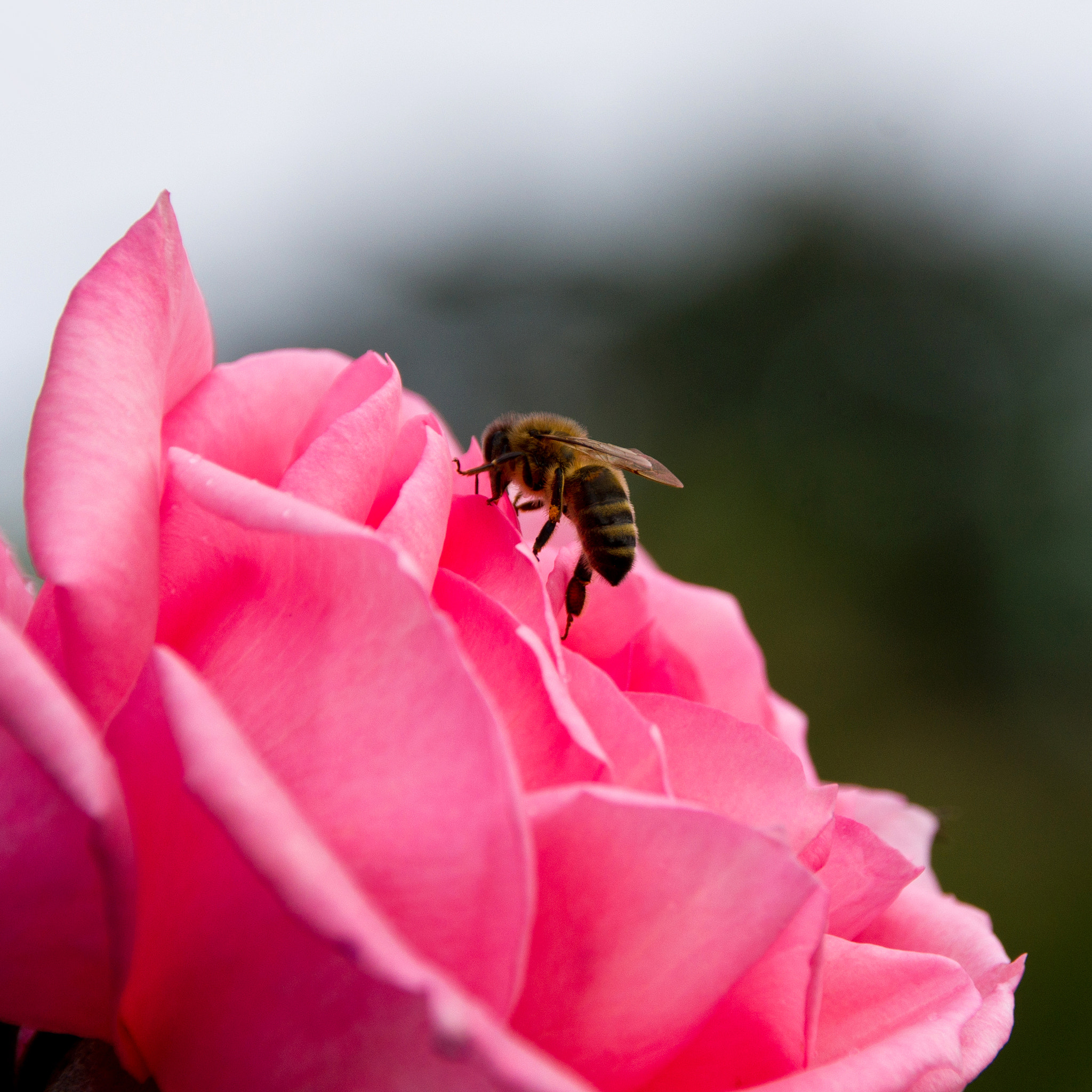 Sony Alpha DSLR-A500 + Sigma 18-250mm F3.5-6.3 DC OS HSM sample photo. Wasp on rose photography