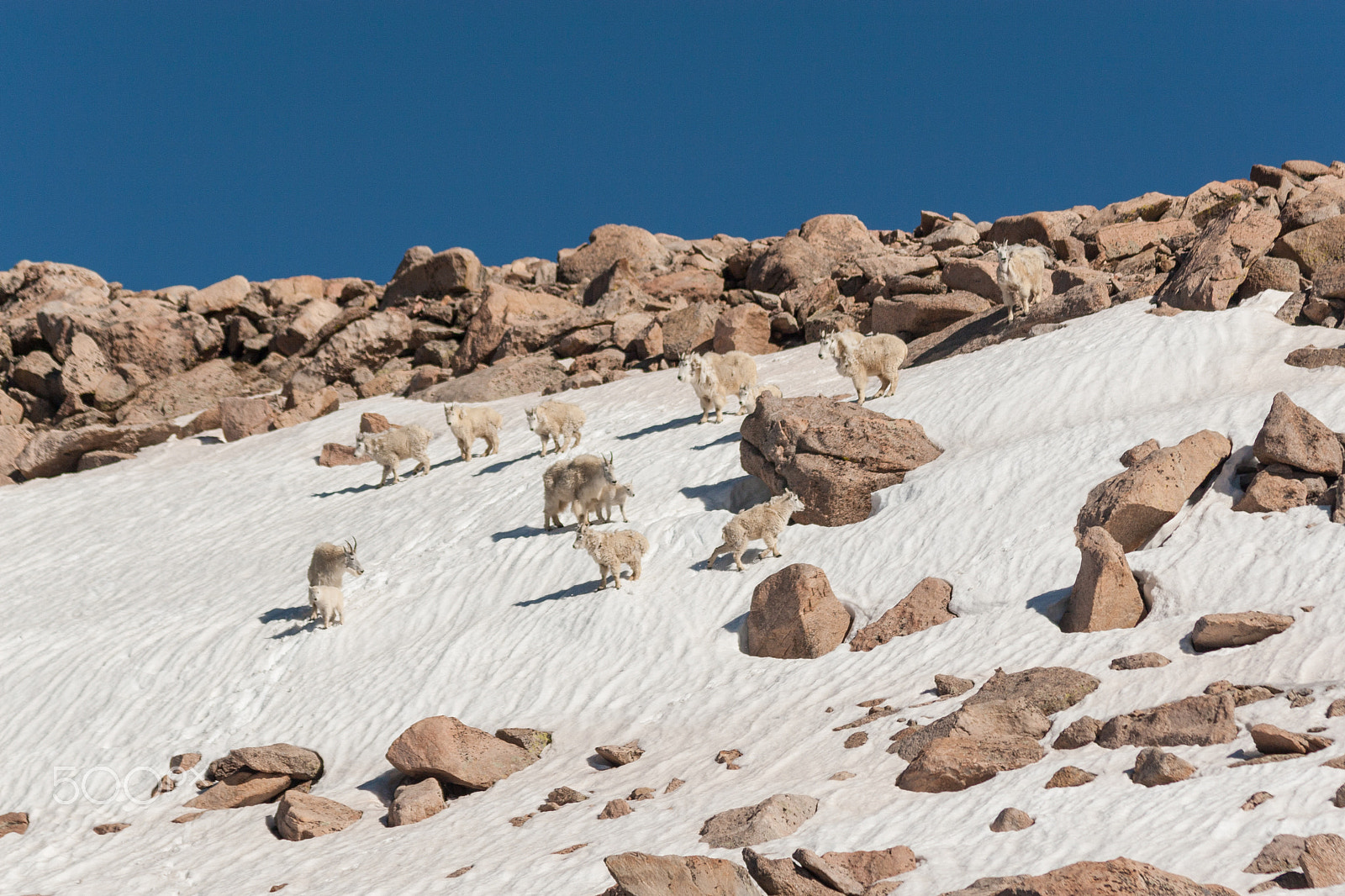 Canon EOS 30D + Canon EF 75-300mm F4.0-5.6 IS USM sample photo. Mountain goats in snow photography