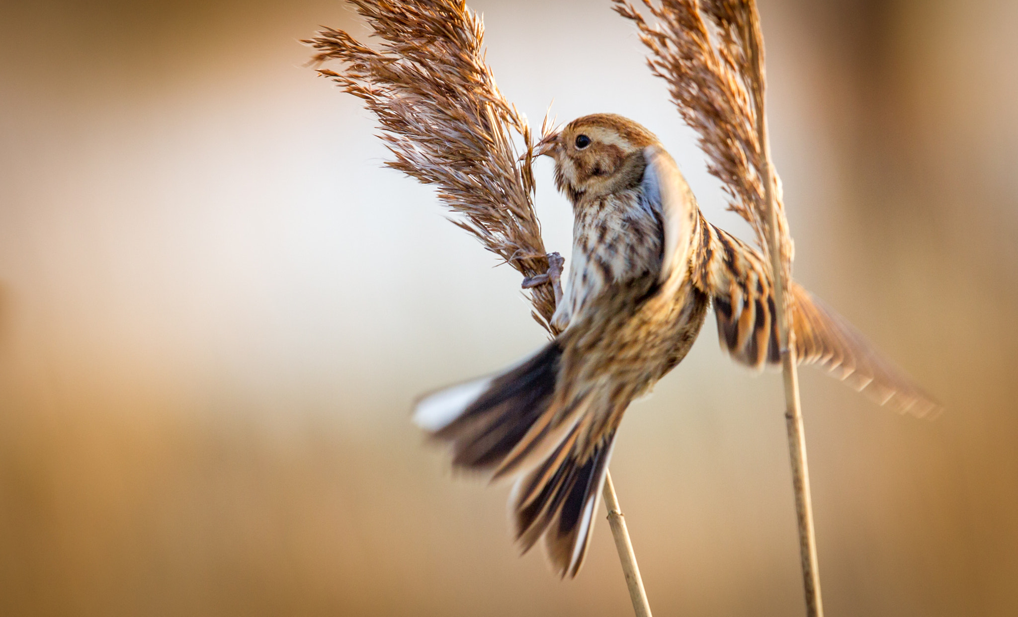Canon EOS-1D Mark IV + Canon EF 500mm F4L IS II USM sample photo. Reed bunting photography