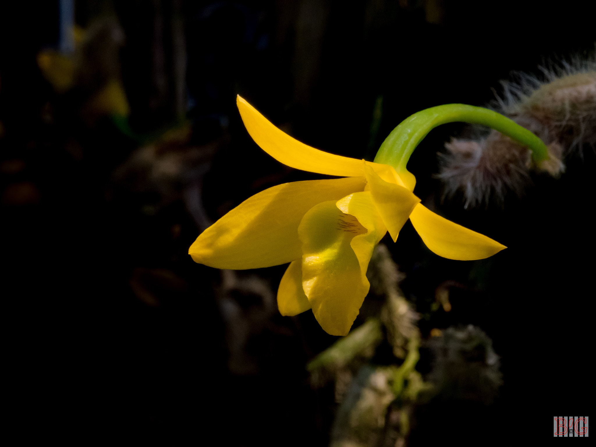 Panasonic Lumix DMC-GX8 + OLYMPUS M.12-50mm F3.5-6.3 sample photo. Flower photography