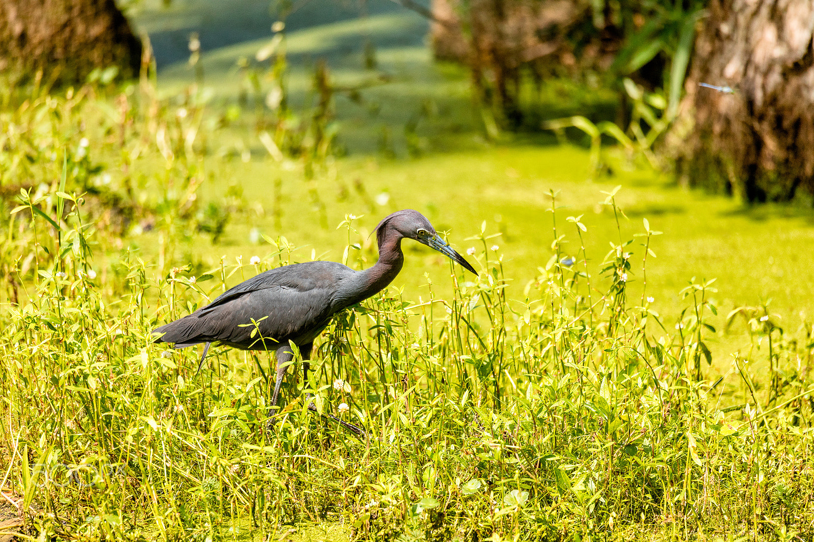 Sigma 150-600mm F5-6.3 DG OS HSM | C sample photo. Little blue heron hunting in swamp photography