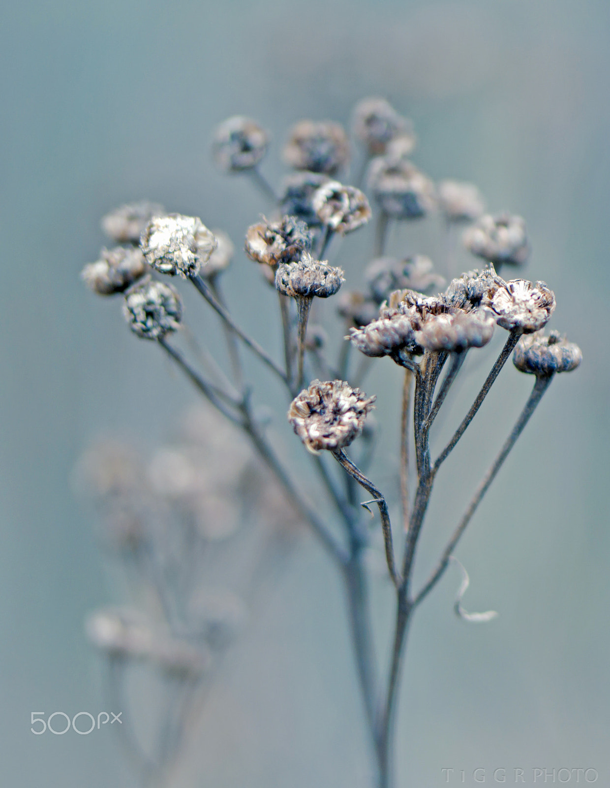 Samsung NX30 + Samsung NX 60mm F2.8 Macro ED OIS SSA sample photo. Melancholy photography