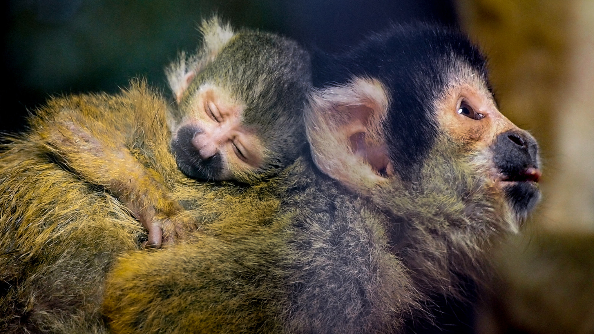 Olympus PEN E-PL7 sample photo. London zoo photography