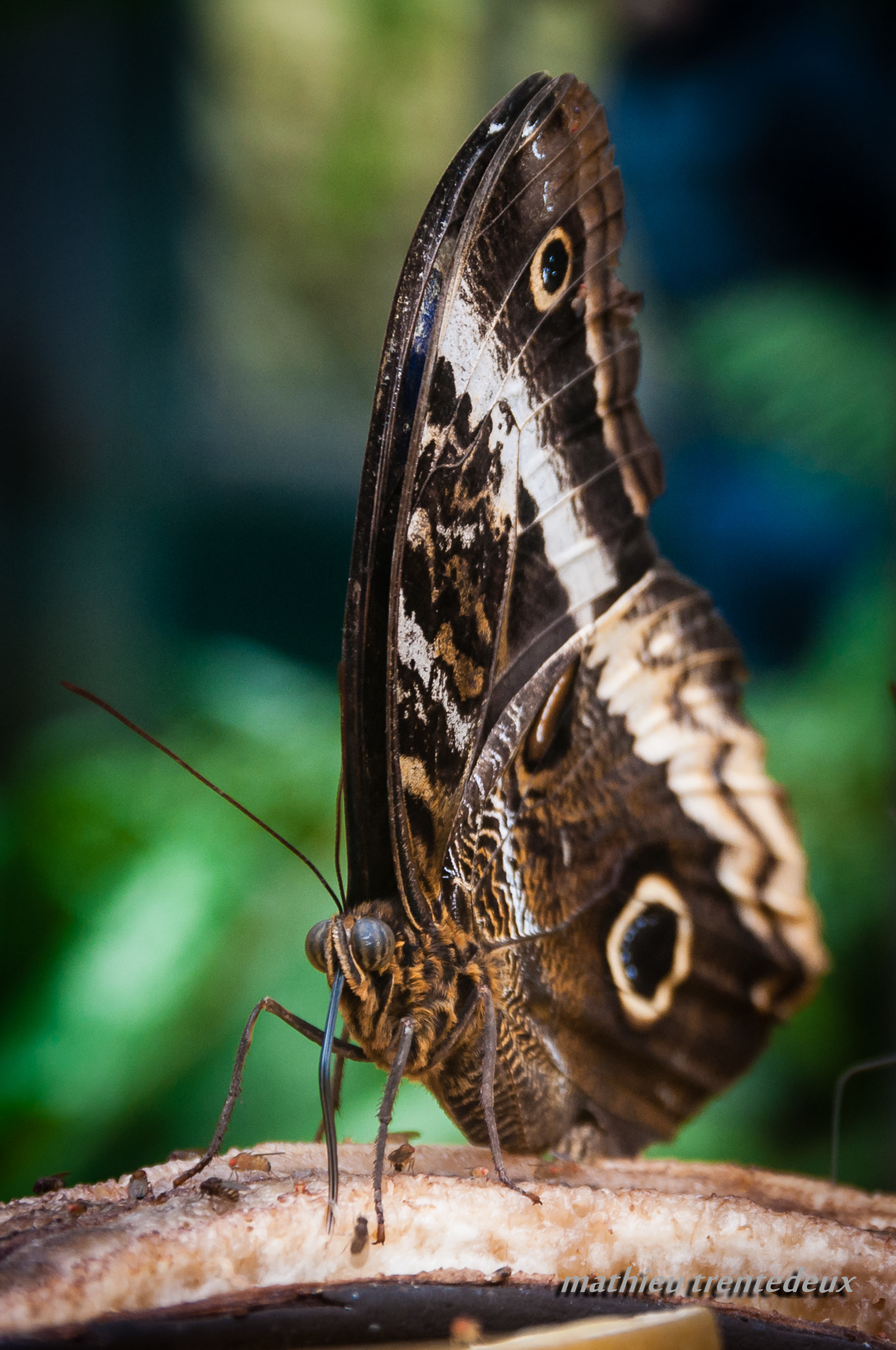 Sigma 17-70mm F2.8-4 DC Macro OS HSM | C sample photo. Papillon photography