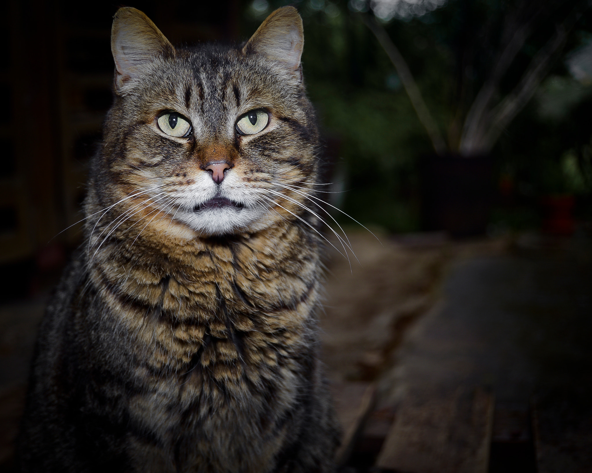 Nikon D600 + Nikon AF-S DX Nikkor 18-55mm F3.5-5.6G II sample photo. A portrait of a cat photography