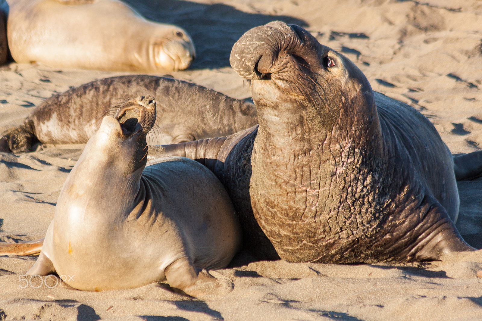 Canon EF 75-300mm F4.0-5.6 IS USM sample photo. Elephant seals interacting photography