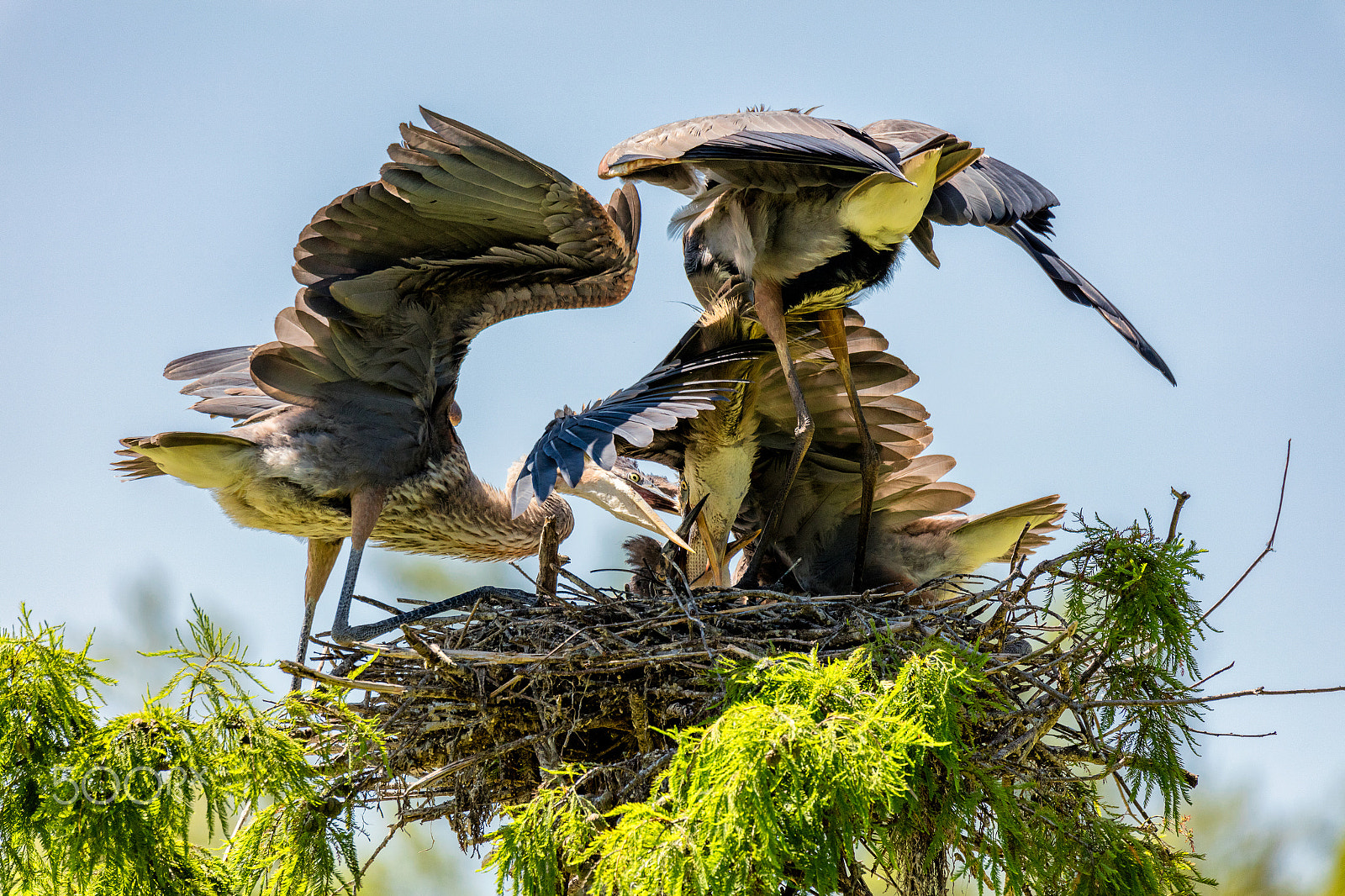 Canon EOS 5DS + Sigma 150-600mm F5-6.3 DG OS HSM | C sample photo. Great blue heron feeding chicks photography