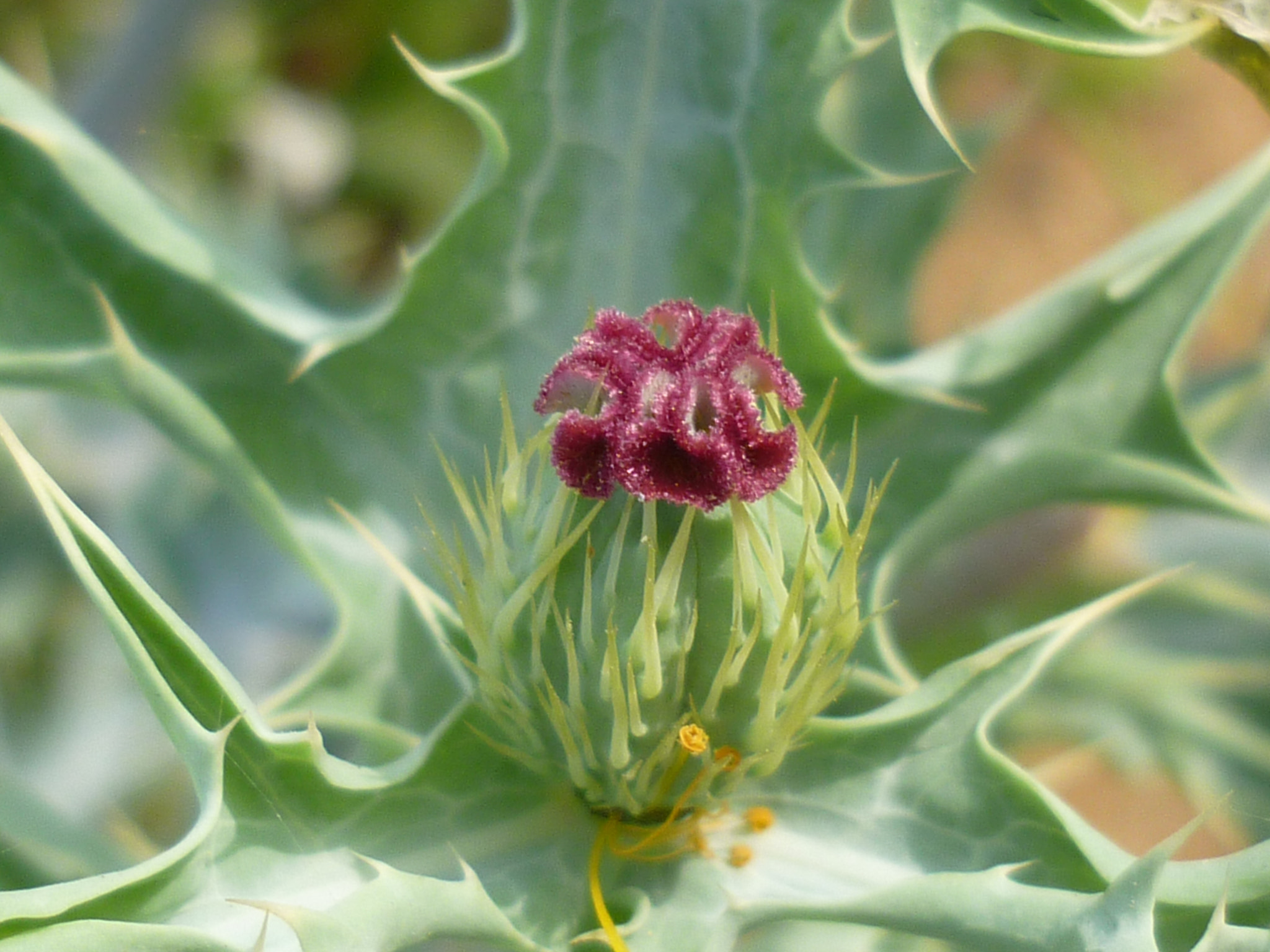 Panasonic DMC-FS12 sample photo. Flower bud photography