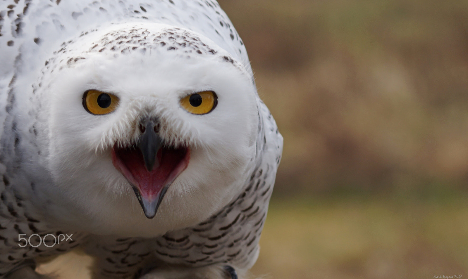 Sony 75-300mm F4.5-5.6 sample photo. "what r u looking at???" photography