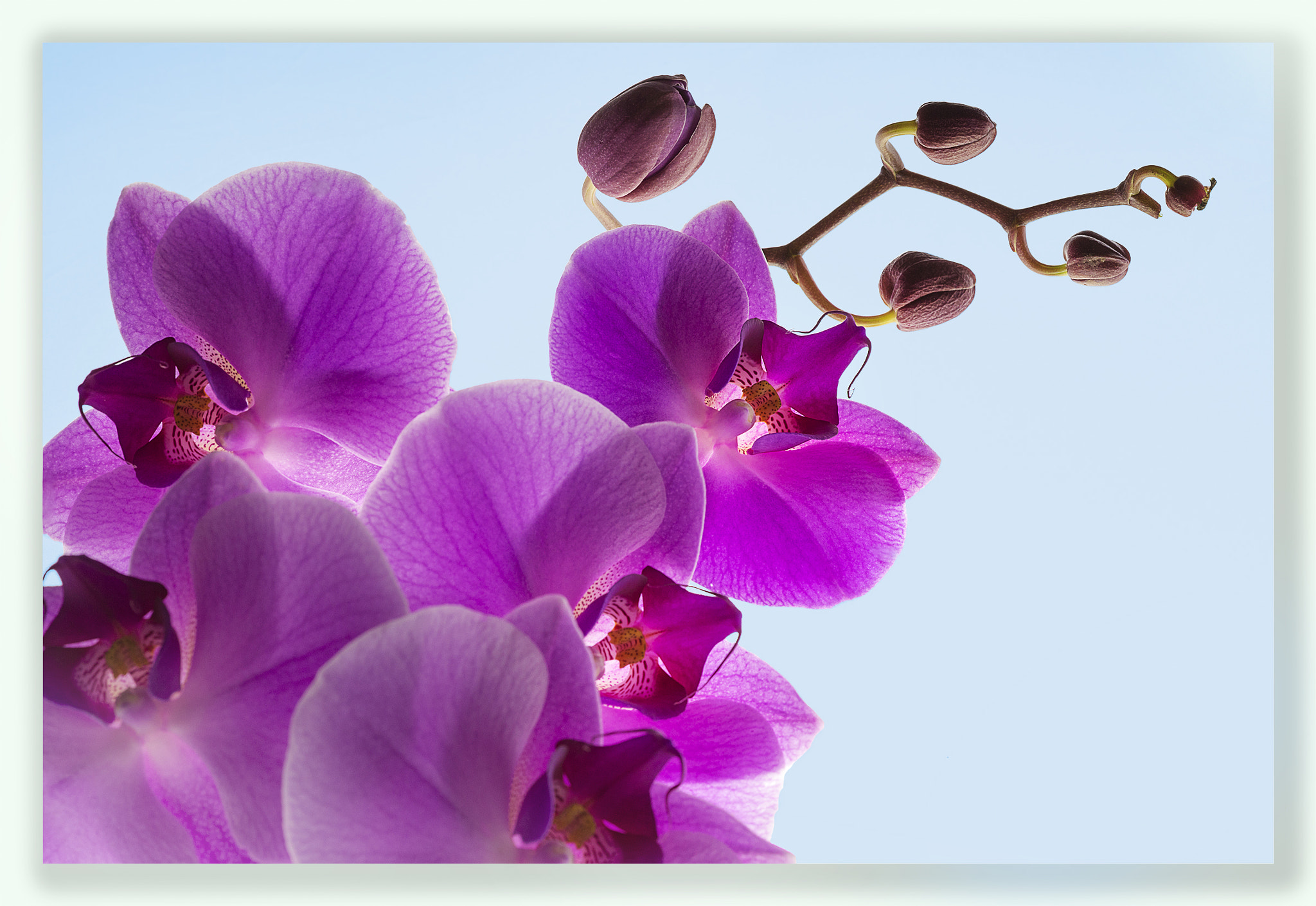 Canon EOS 6D + Canon EF 100mm F2.8 Macro USM sample photo. Orchid photography