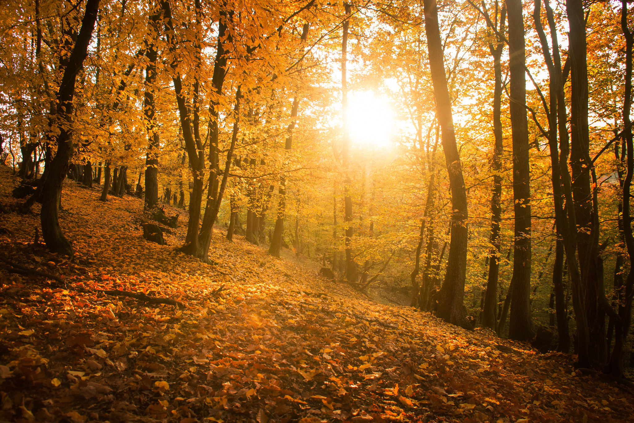 Canon EOS 70D + Sigma 18-50mm F2.8-4.5 DC OS HSM sample photo. Autumn vibes / 2015 photography