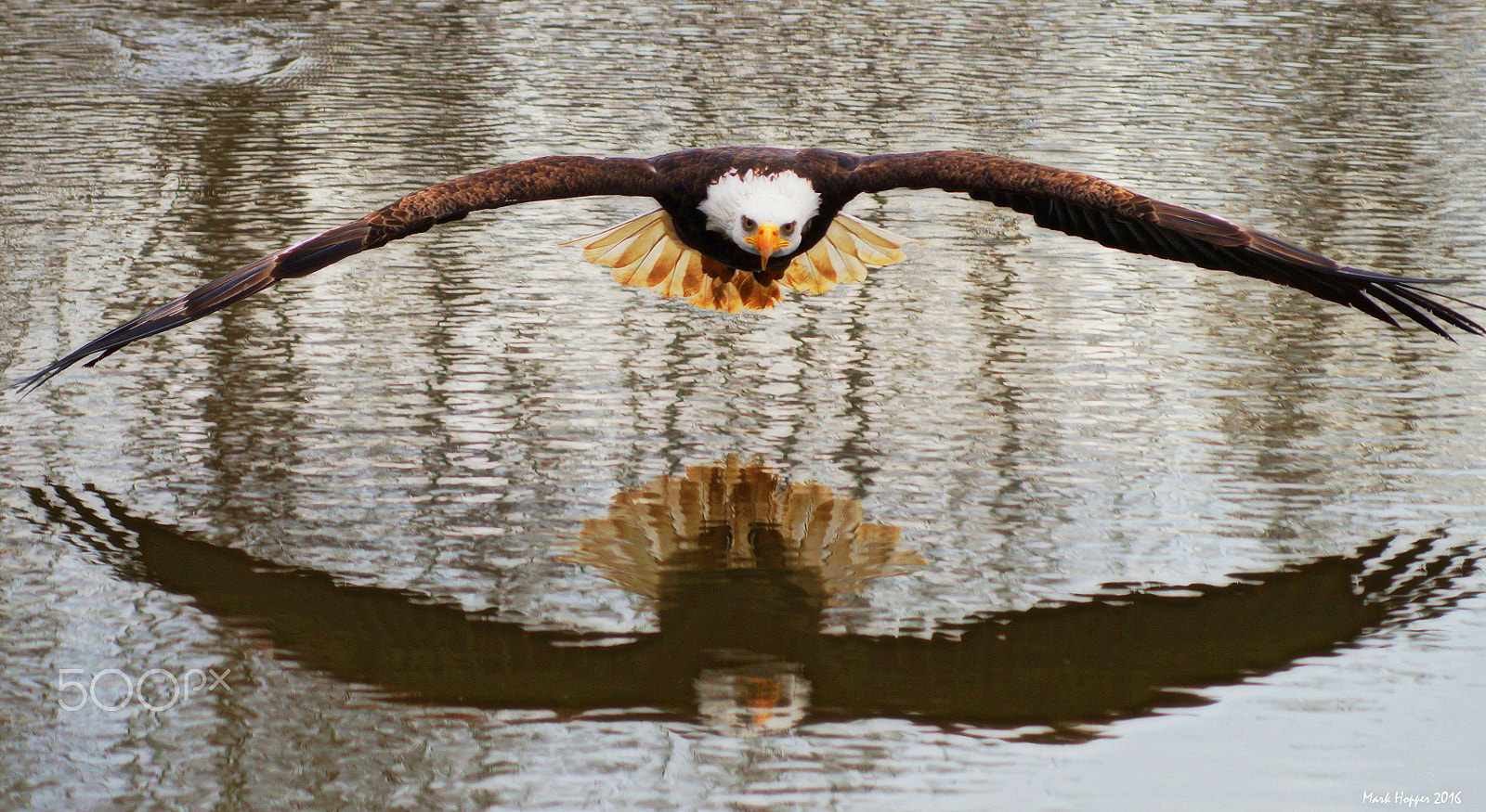 Sony 75-300mm F4.5-5.6 sample photo. Skimming the surface photography