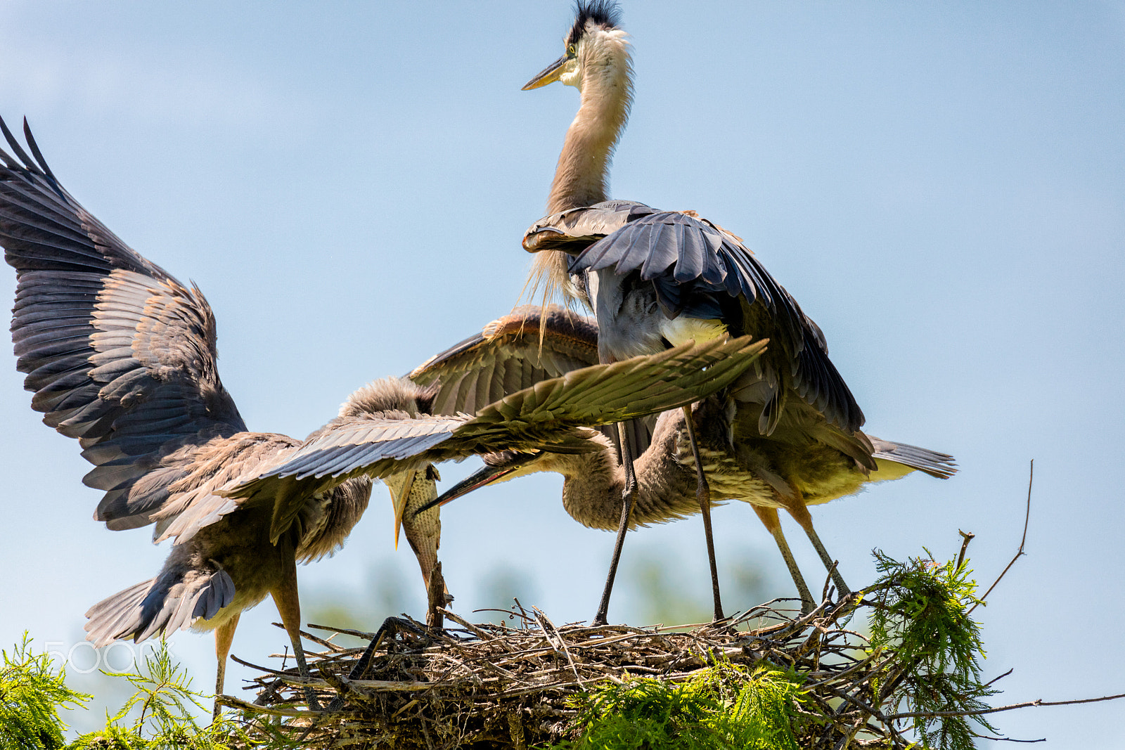 Canon EOS 5DS + Sigma 150-600mm F5-6.3 DG OS HSM | C sample photo. Great blue heron chicks squabbling over fish photography
