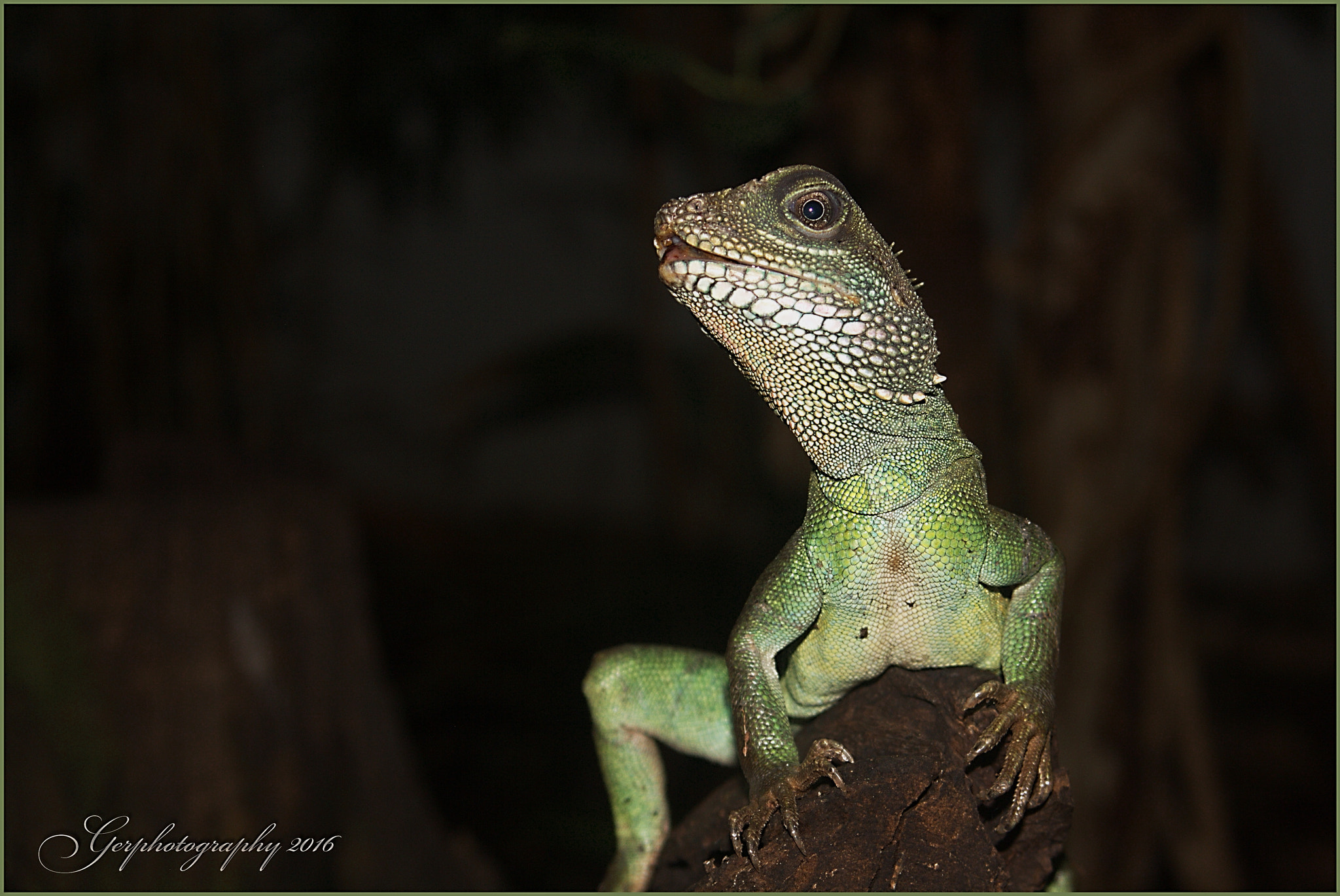 Canon EOS 1000D (EOS Digital Rebel XS / EOS Kiss F) sample photo. Lizard out of the dark photography