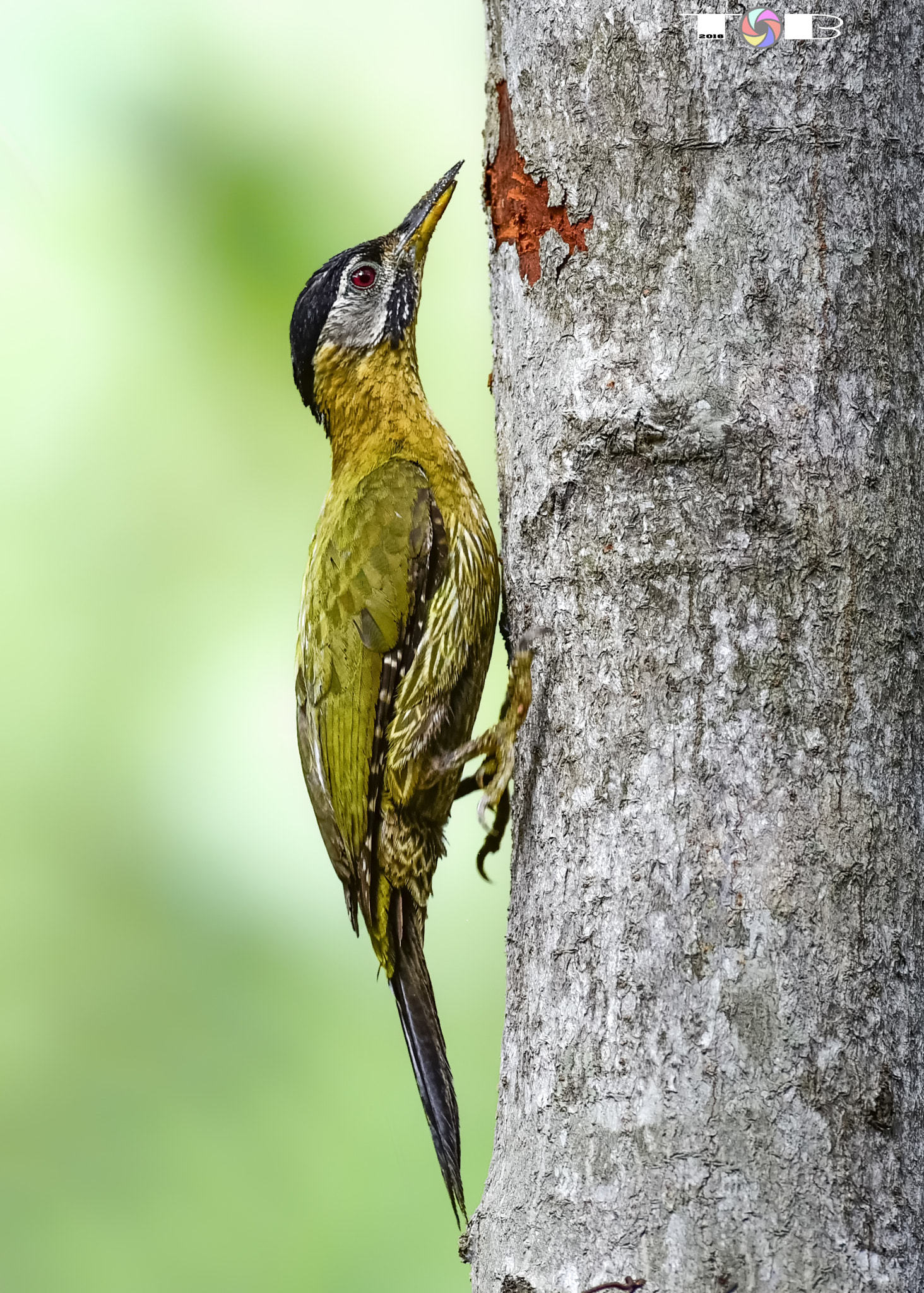 Nikon AF-S Nikkor 600mm F4D ED-IF II sample photo