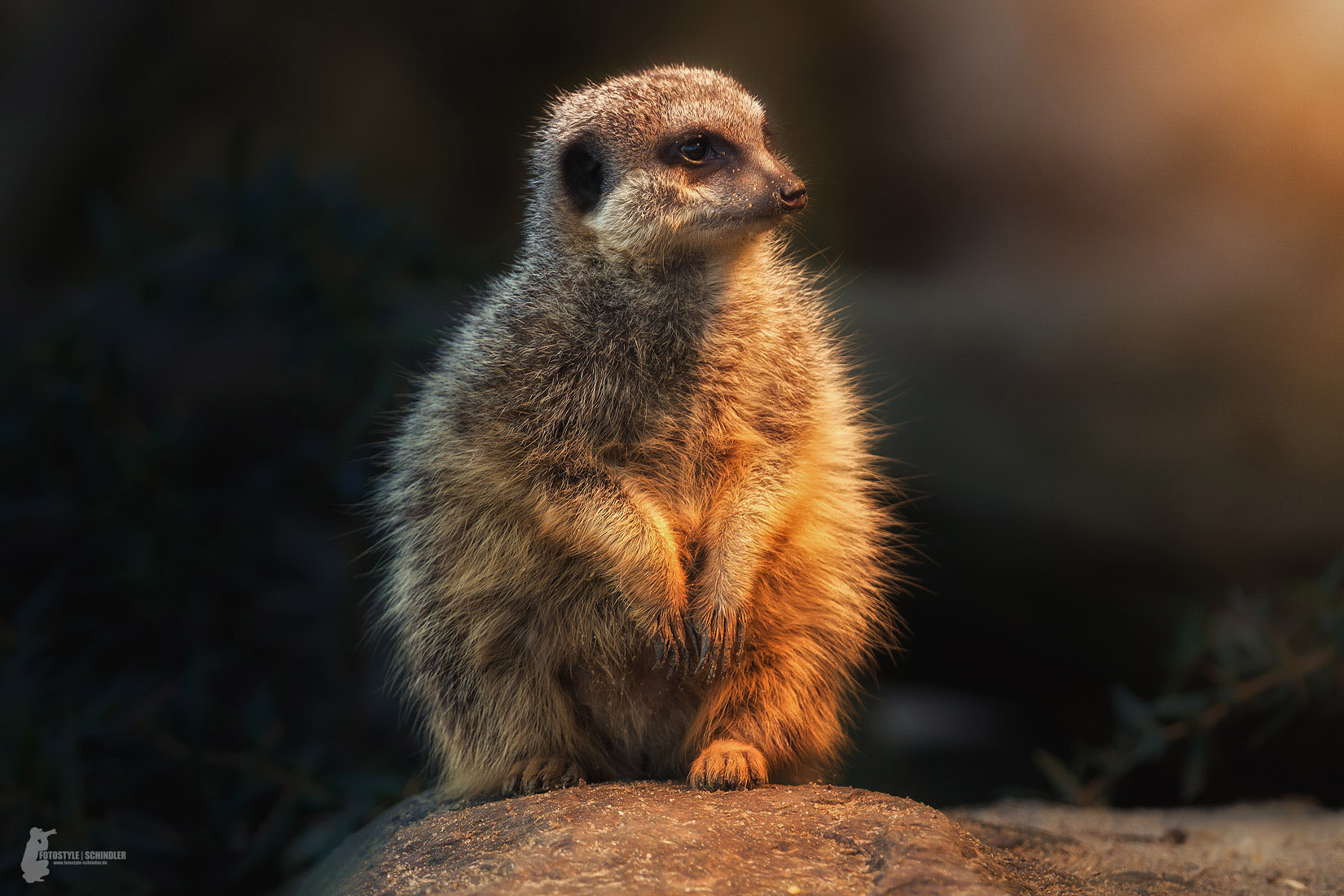 Canon EOS 7D + Canon EF 70-200mm F2.8L USM sample photo. Meerkat photography