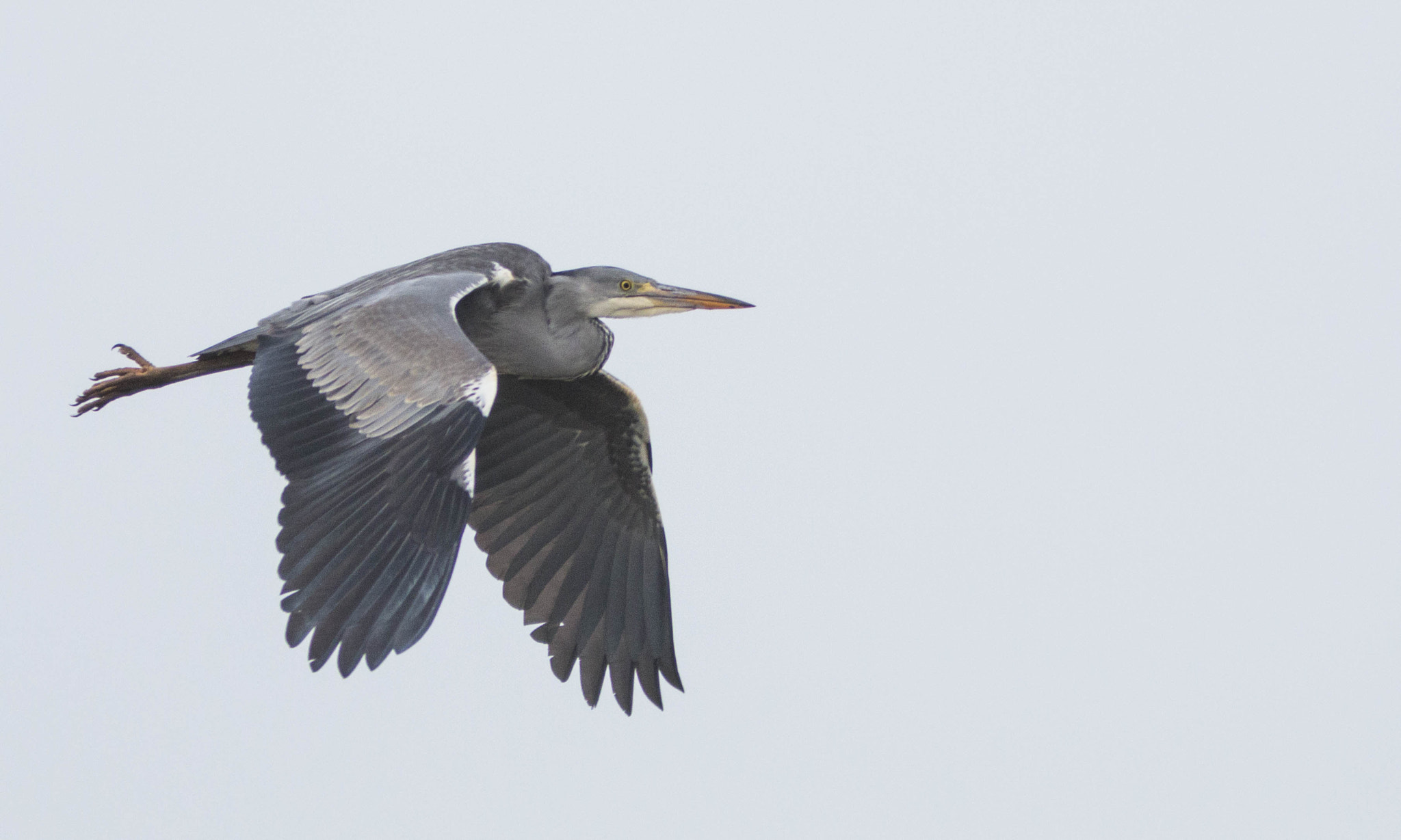 Canon EF 300mm F4L IS USM sample photo. Heron soar photography
