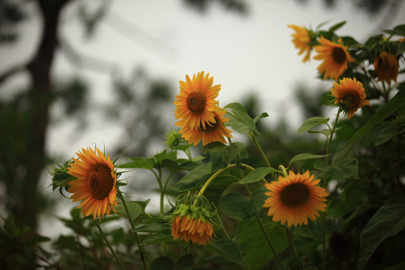 Canon EF 80-200mm f/2.8L sample photo. Sun flowers photography