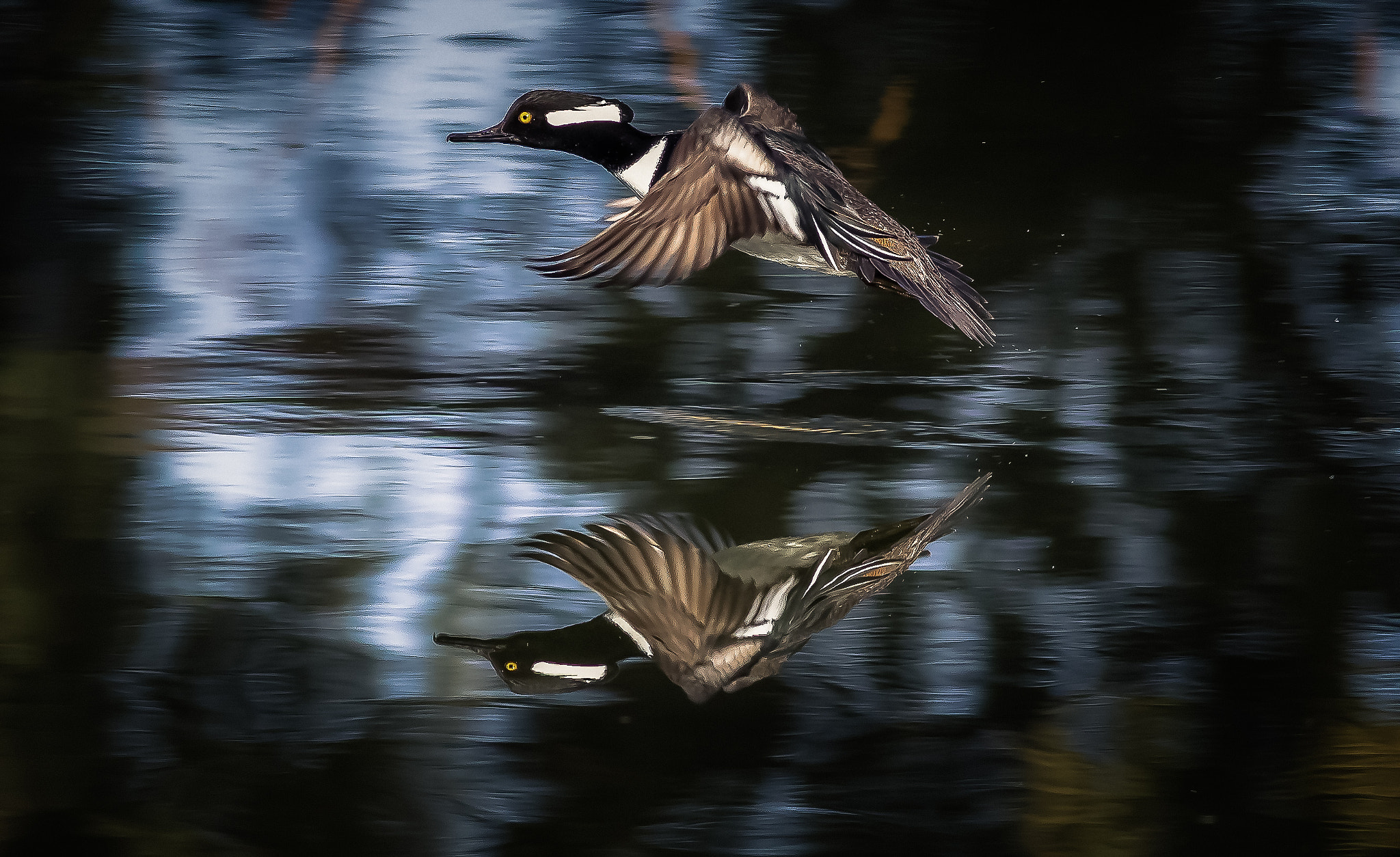 Canon EOS-1D Mark IV + Canon EF 400mm F5.6L USM sample photo. Merganser re-edit photography
