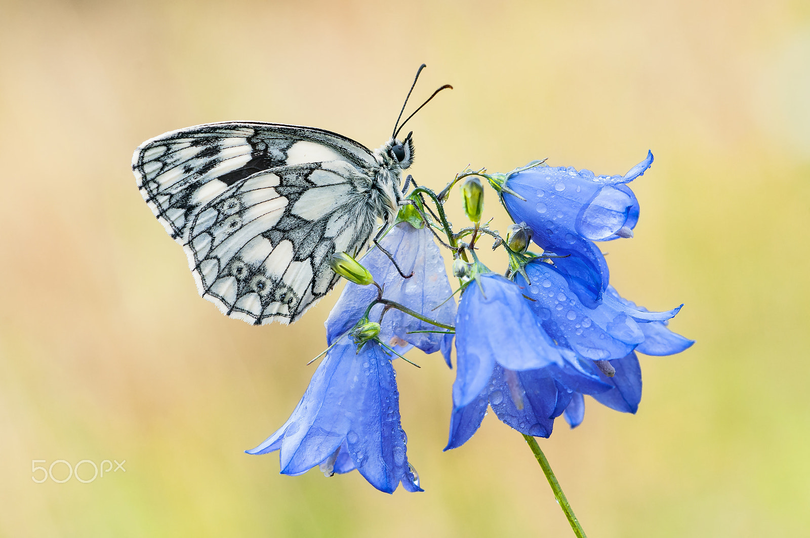 Sigma 150mm F2.8 EX DG Macro HSM sample photo. Marbled white (melanargia galathea) photography