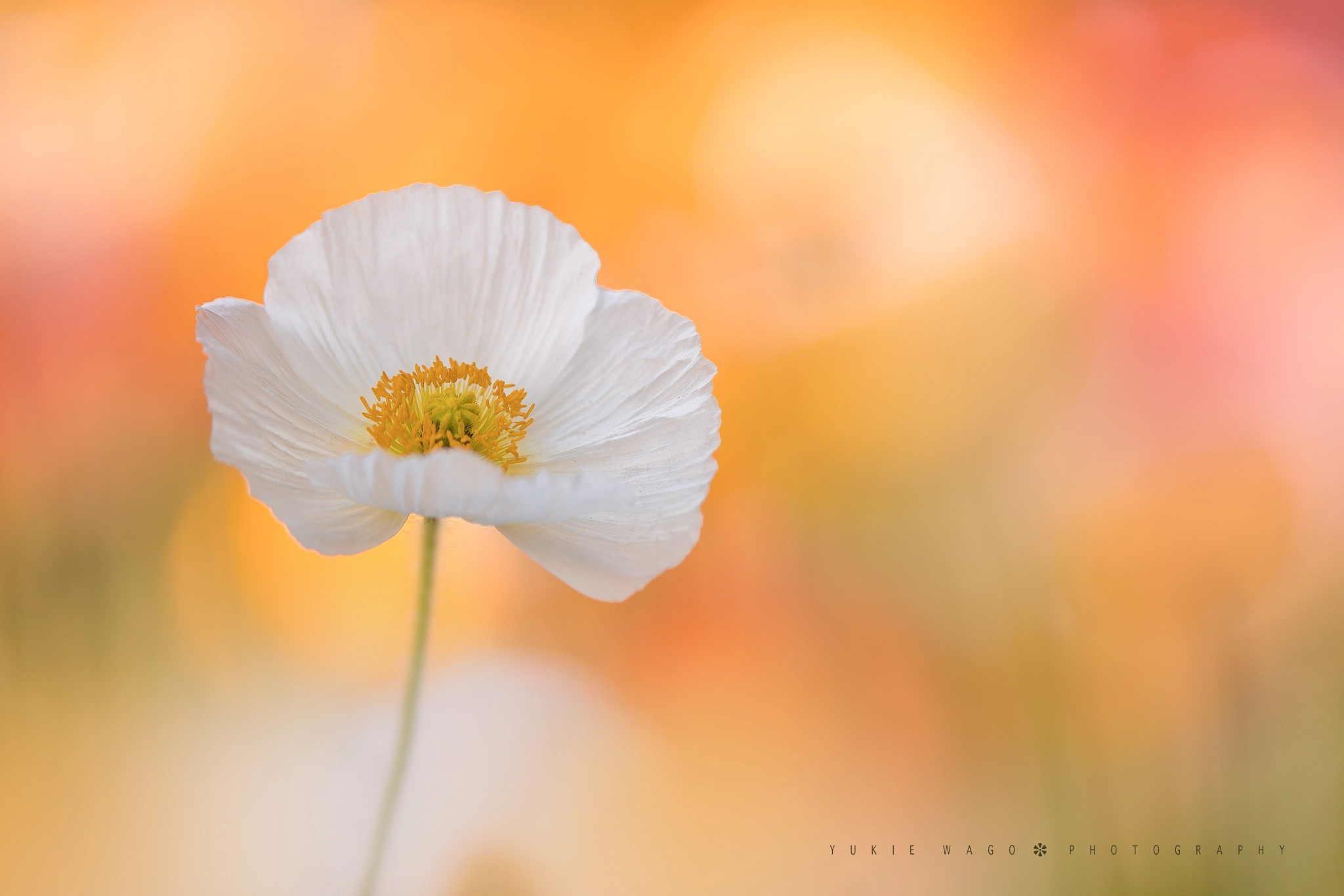 Tamron SP AF 180mm F3.5 Di LD (IF) Macro sample photo. *** photography