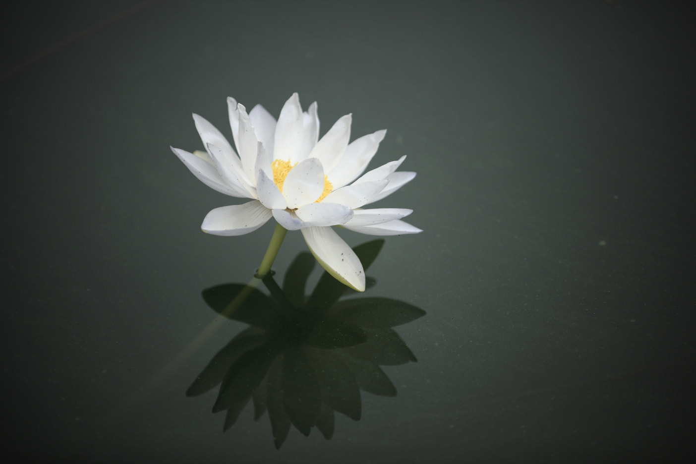 Canon EF 80-200mm f/2.8L sample photo. Water lily photography