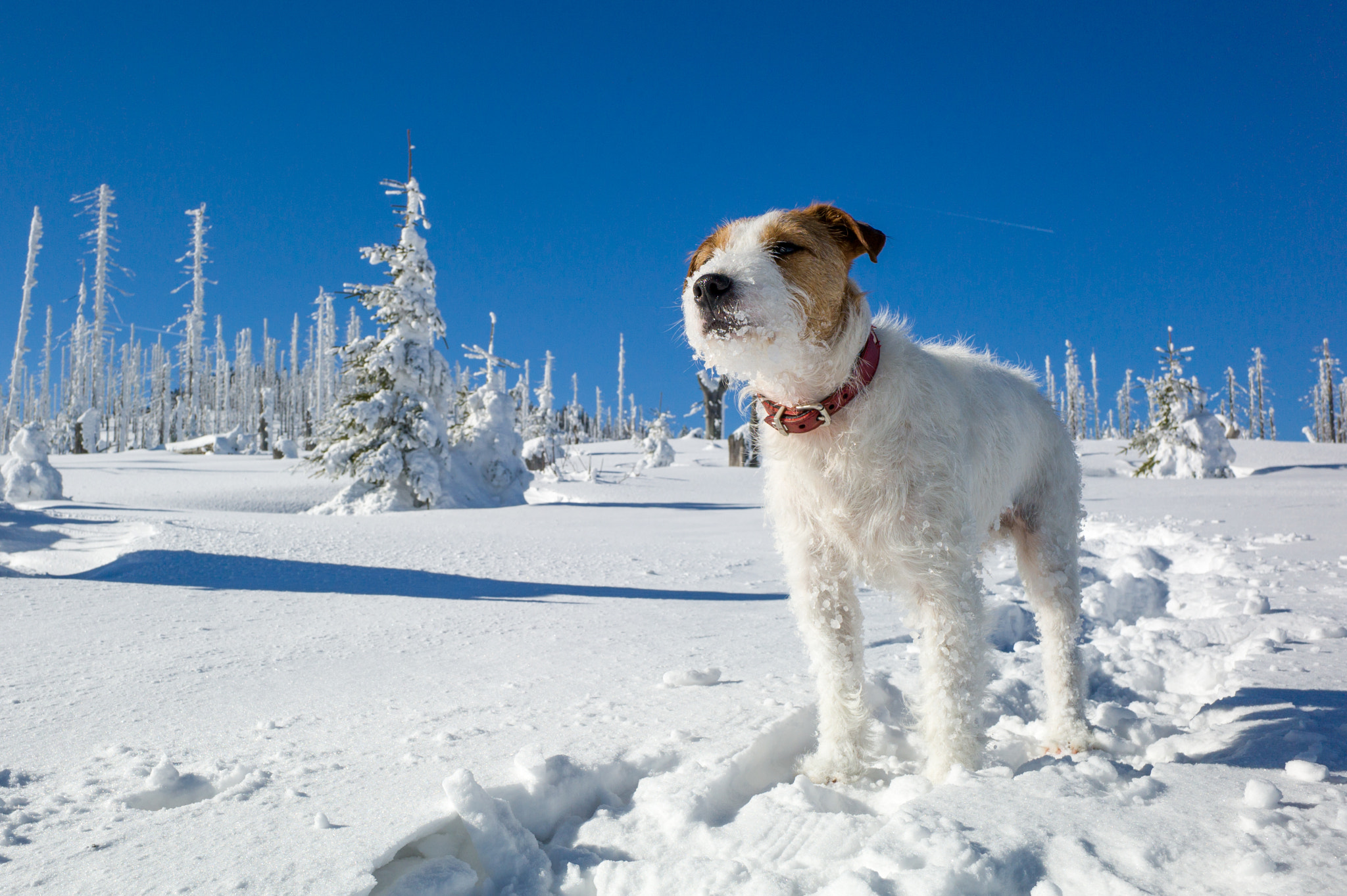 Leica Elmarit-M 21mm F2.8 ASPH sample photo. Snow dog photography