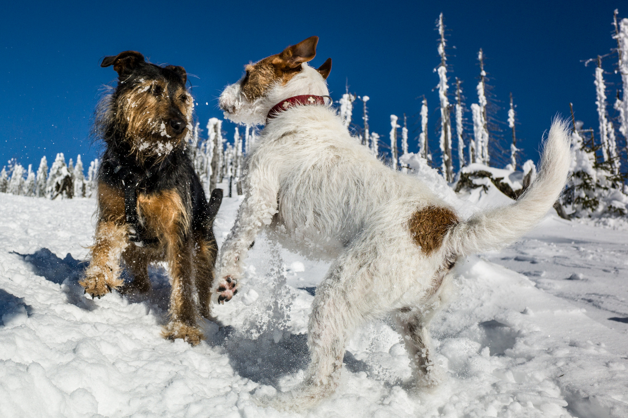 Leica Elmarit-M 21mm F2.8 ASPH sample photo. Merlin and his buddy photography