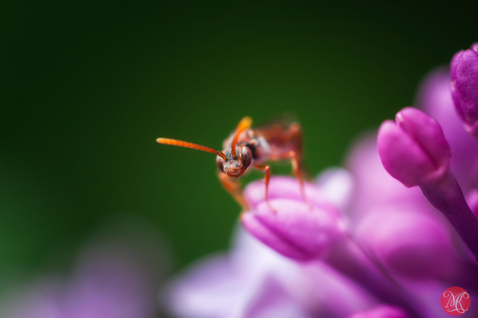 Canon EOS 40D + Canon EF 100mm F2.8L Macro IS USM sample photo. Bug eyed photography