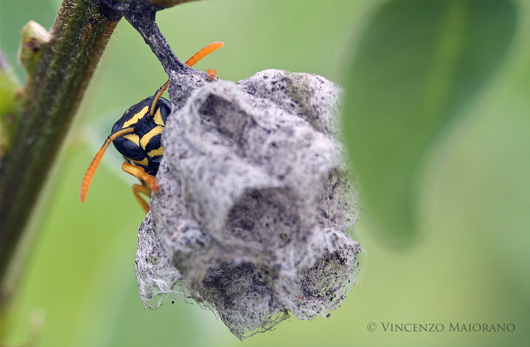 Canon EOS 7D + Canon EF 100mm F2.8 Macro USM sample photo. Guarding the nest photography