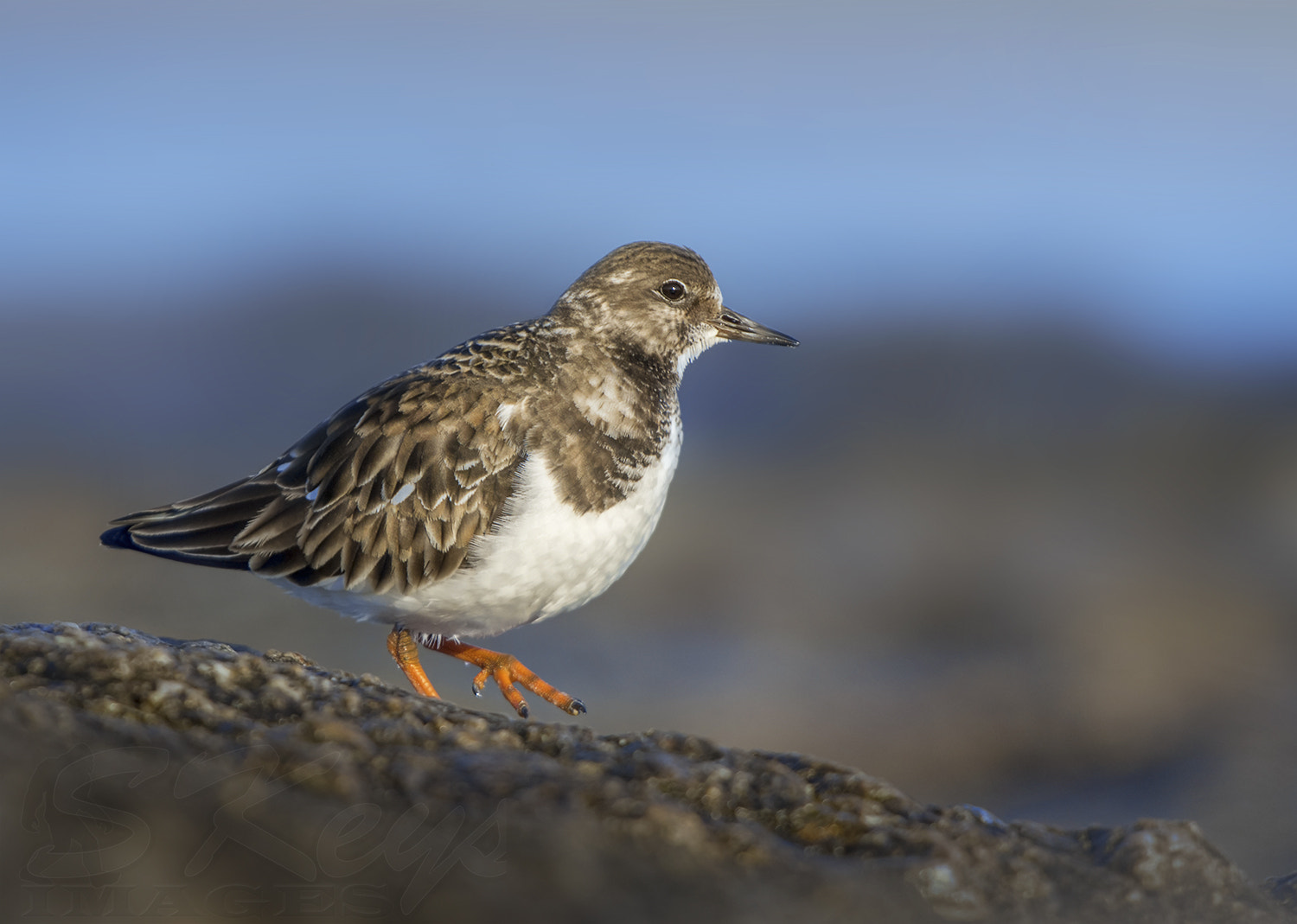 Nikon D7200 + Sigma 500mm F4.5 EX DG HSM sample photo. Alone on the rocks (ruddy turnstone) photography