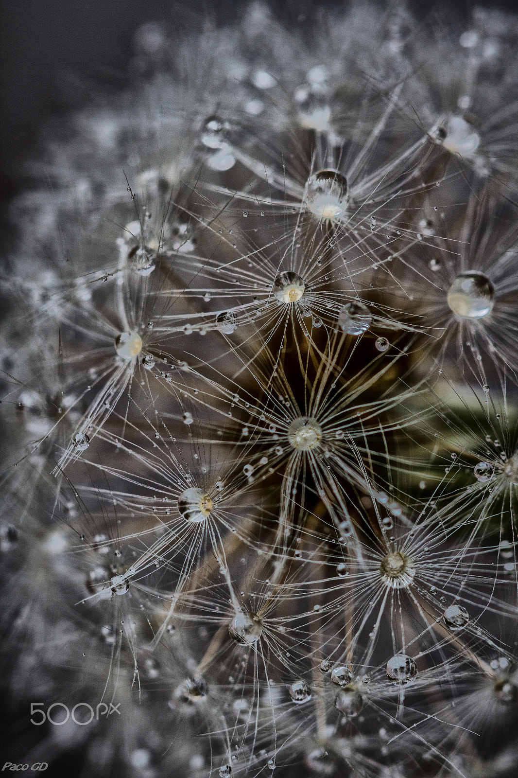 Canon EOS 7D + Canon EF 100mm F2.8 Macro USM sample photo. Perlitas 2 photography