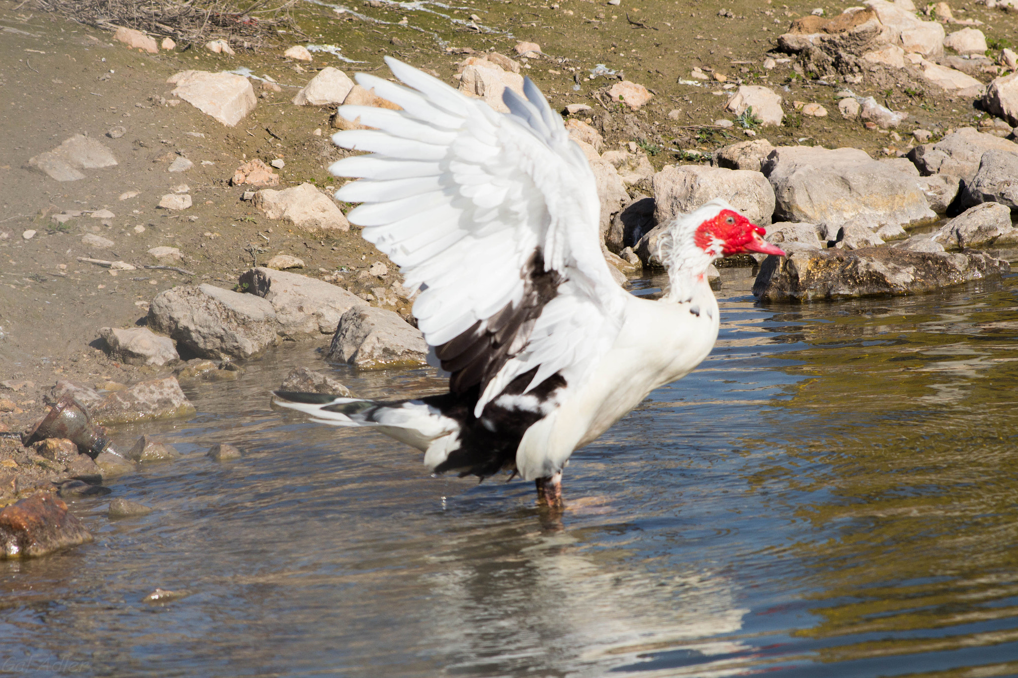 Canon EF 75-300mm f/4-5.6 USM sample photo. Bird photography