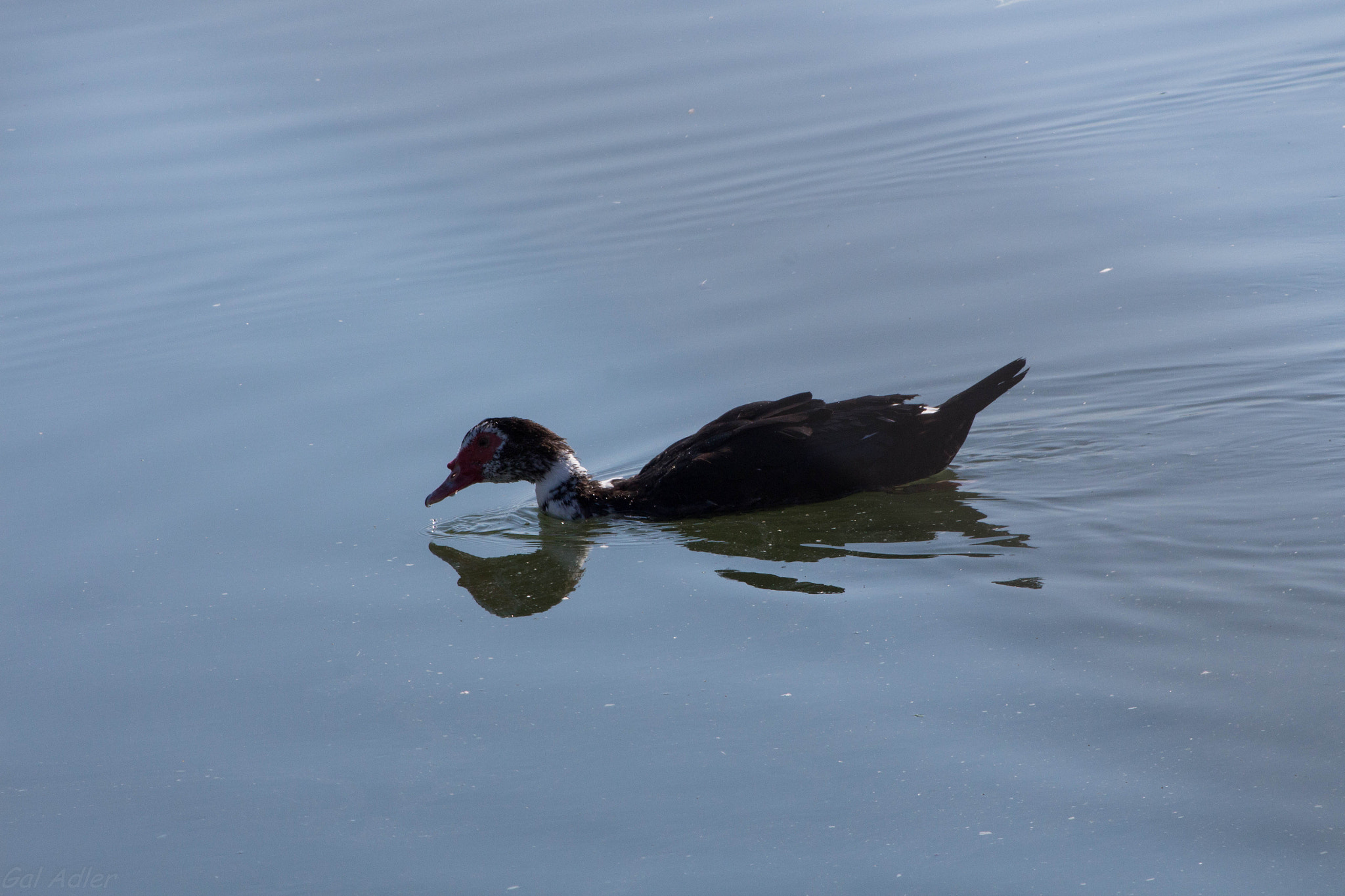 Canon EF 75-300mm f/4-5.6 USM sample photo. The reflection photography