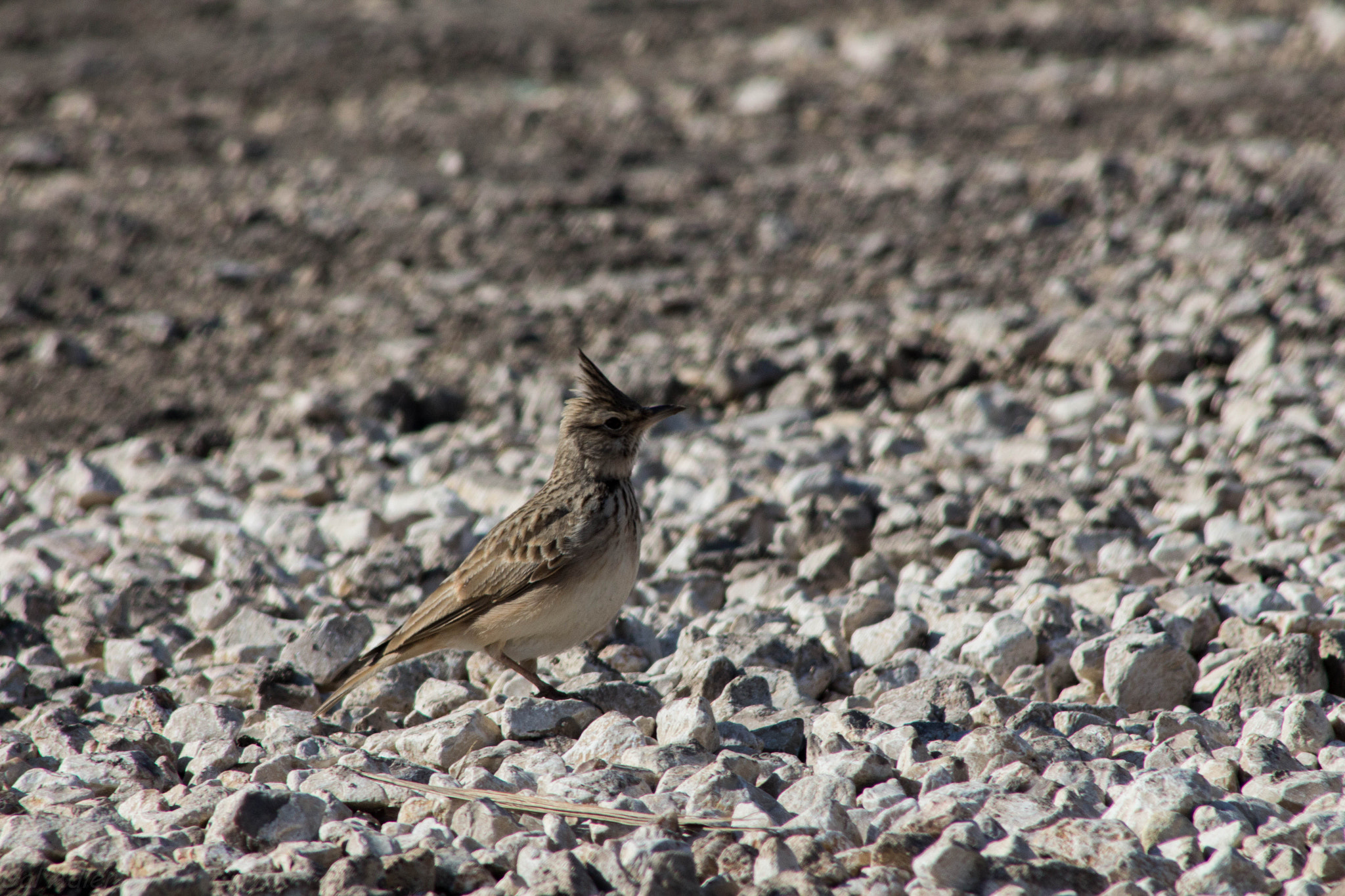 Canon EF 75-300mm f/4-5.6 USM sample photo. Bird photography