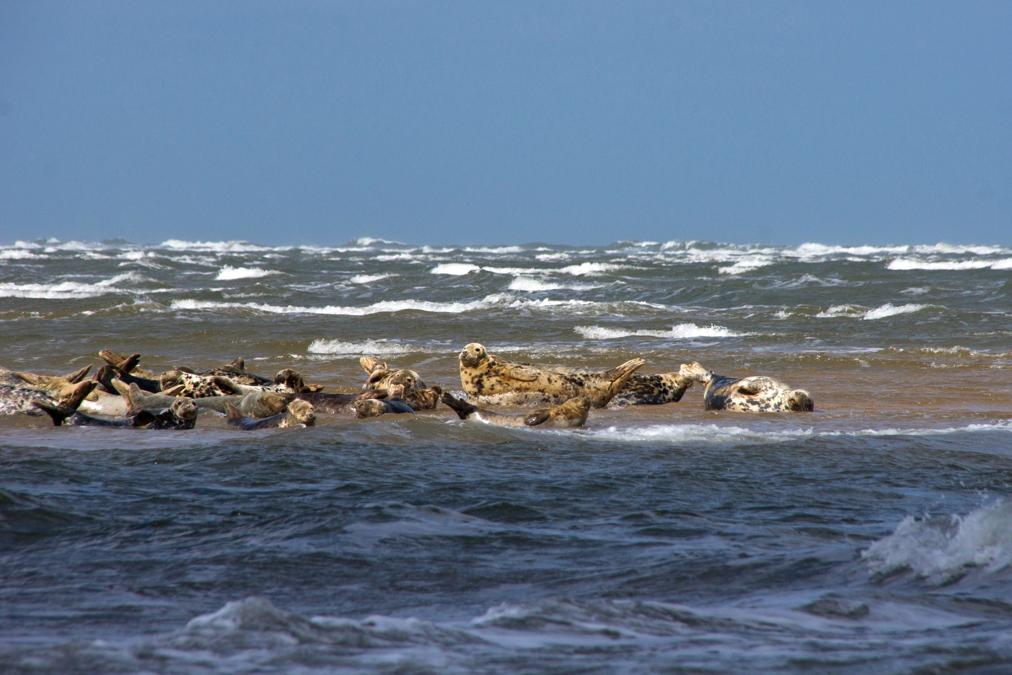Sigma 18-250mm F3.5-6.3 DC OS HSM sample photo. Blakeney point photography