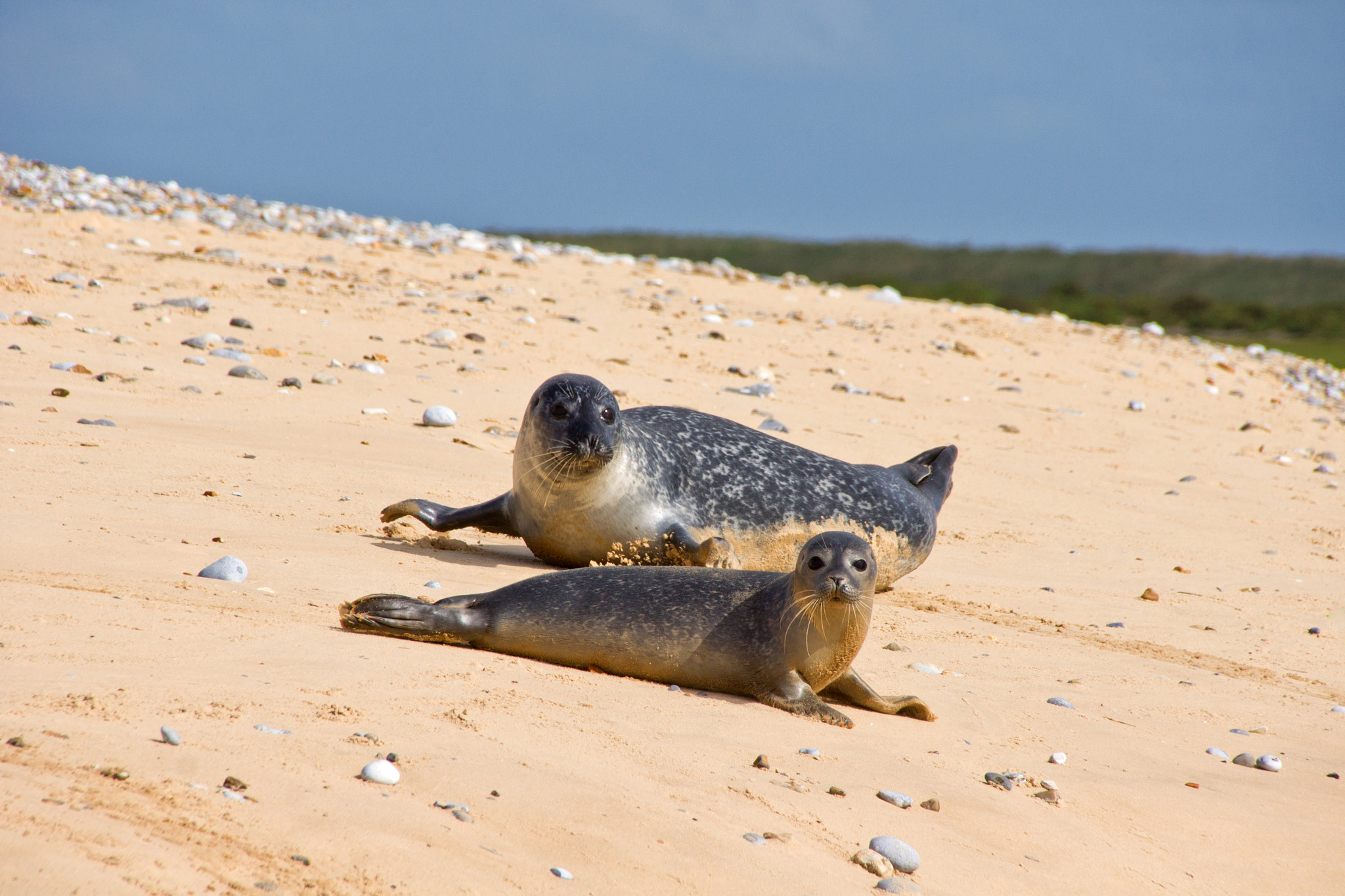 Sigma 18-250mm F3.5-6.3 DC OS HSM sample photo. Blakeney point photography
