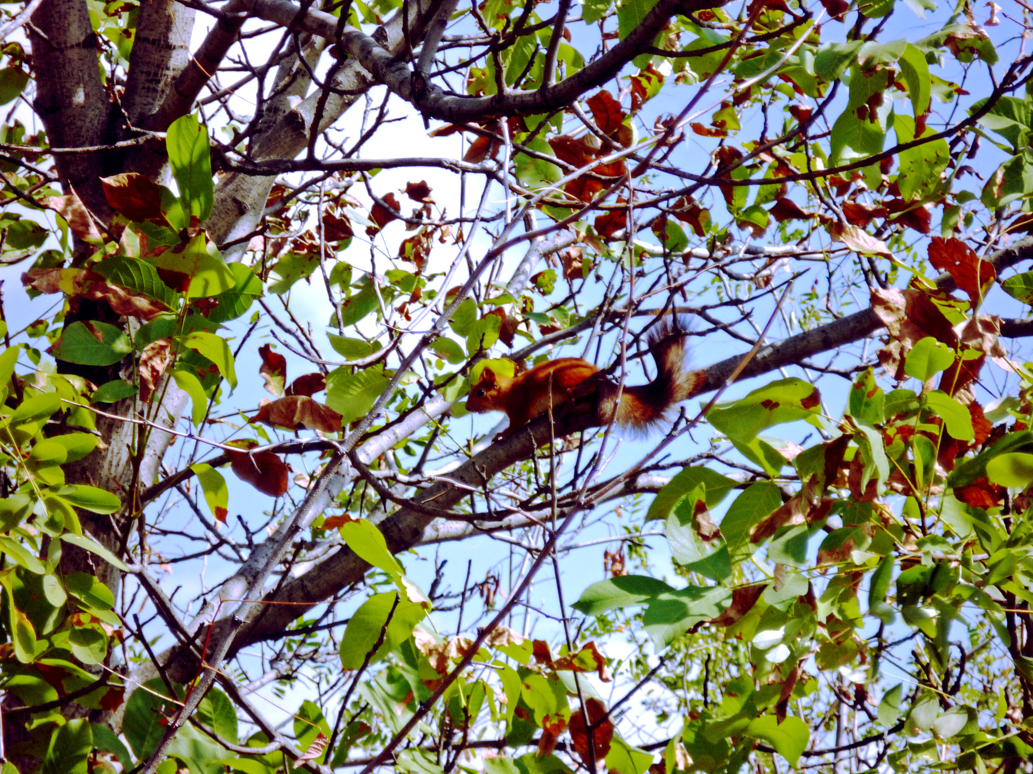 Panasonic DMC-LZ10 sample photo. Squirrel photography