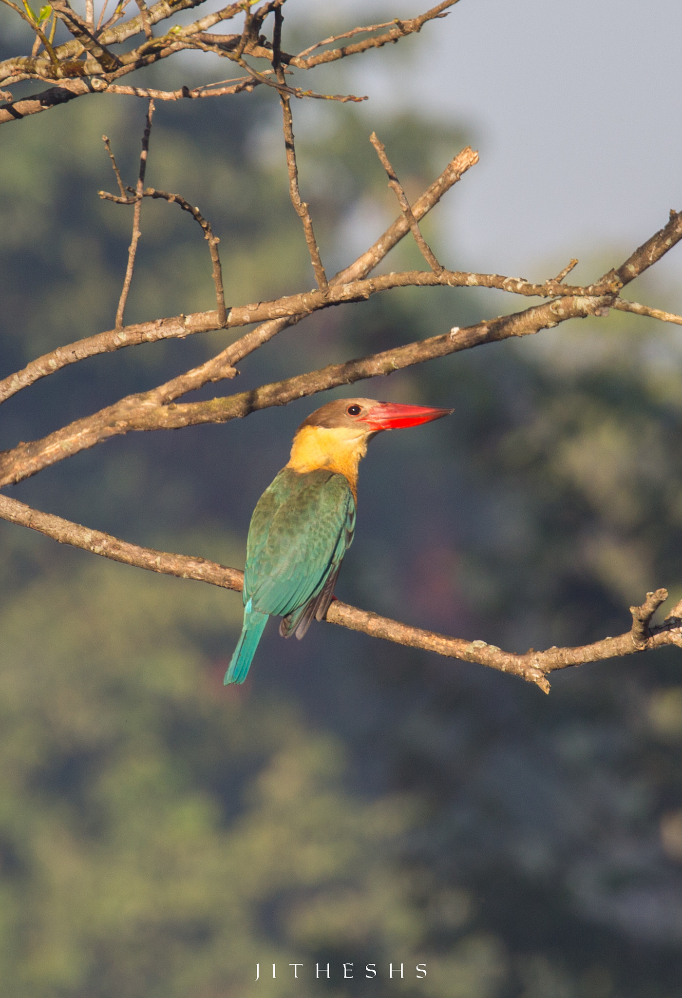 Canon EOS 600D (Rebel EOS T3i / EOS Kiss X5) + Canon EF 100-400mm F4.5-5.6L IS II USM sample photo. Stork billed kingfisher  photography