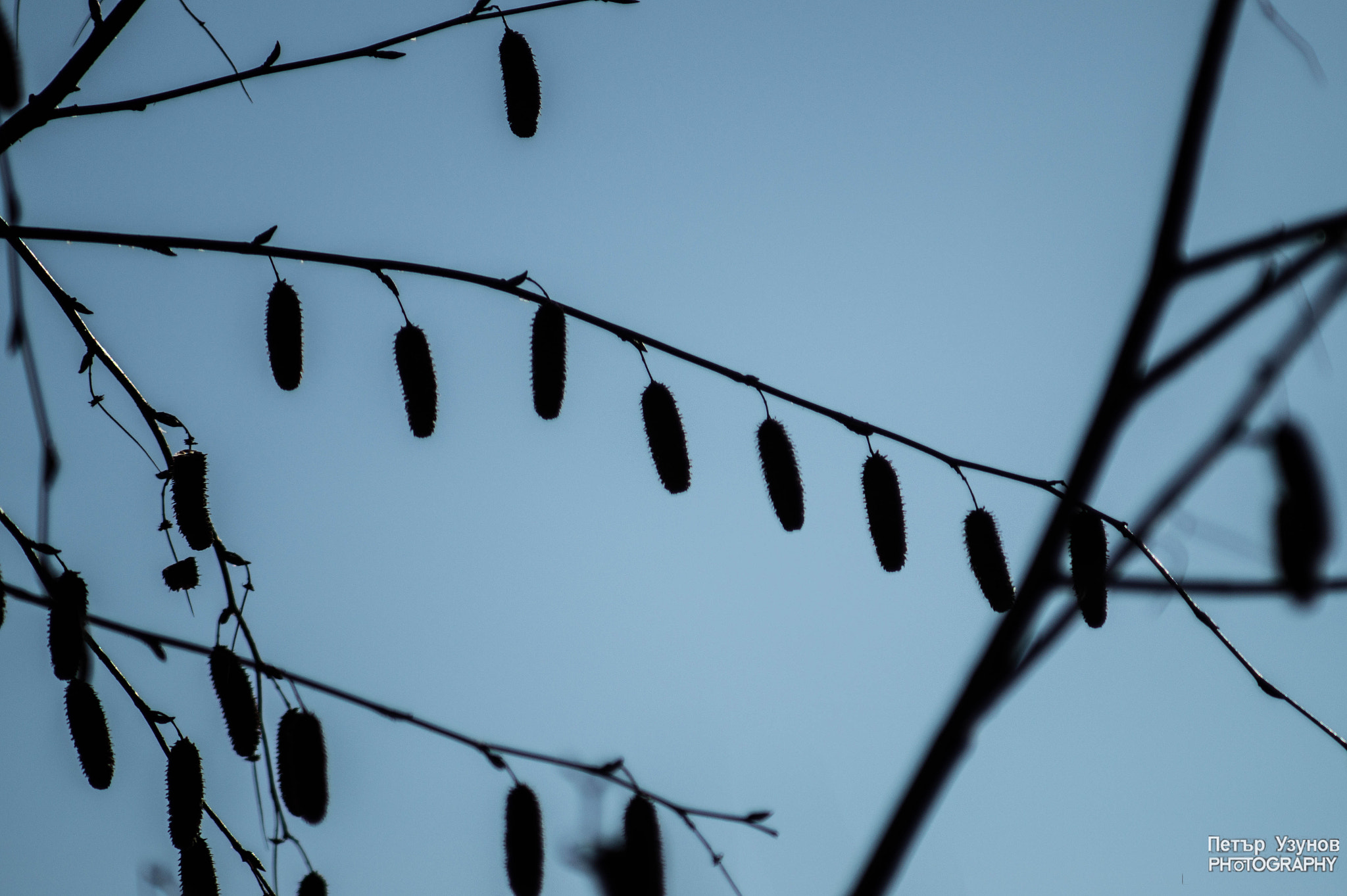 Minolta AF 80-200mm F4.5-5.6 sample photo. Betula pendula photography